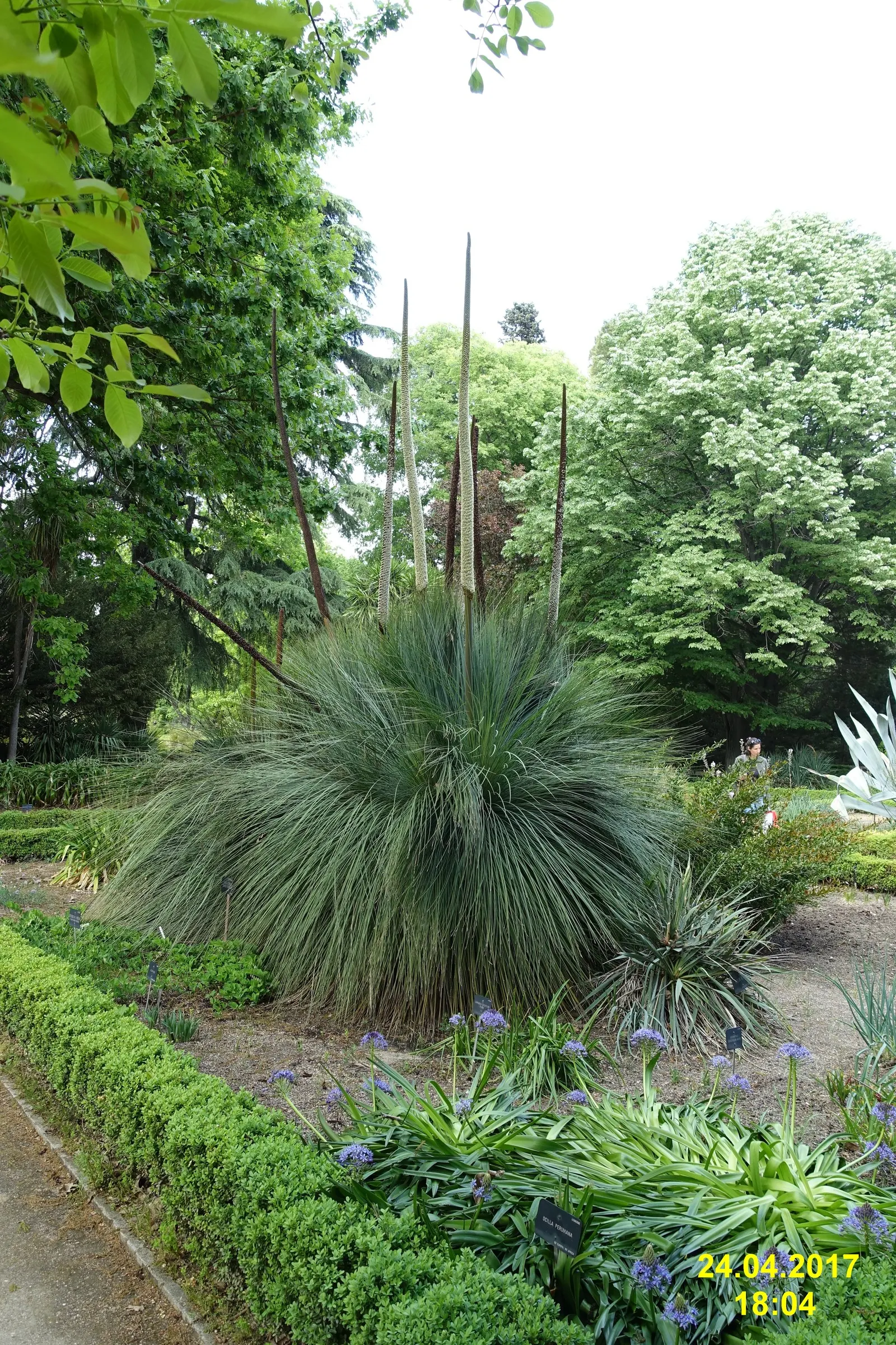 Australian Grass Tree (Xanthorrhoea Quadrangulata) — making it a timeless focal point for any Australian-themed landscape design