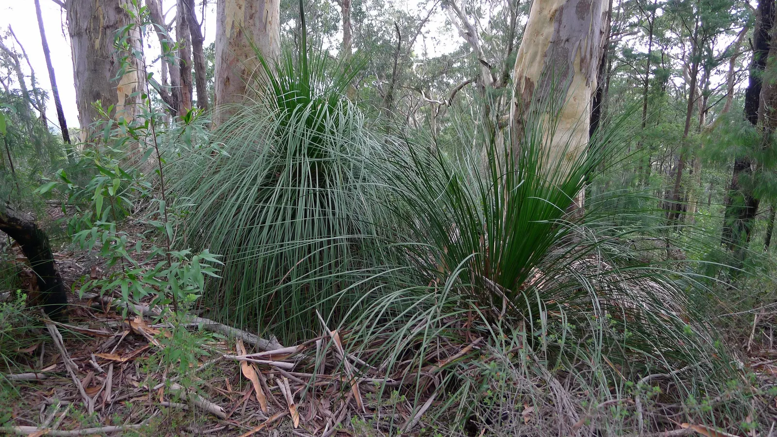 Australian Grass Tree (Xanthorrhoea Quadrangulata) — creating a fountain-like effect that can add both texture and vertical interest to the landscape