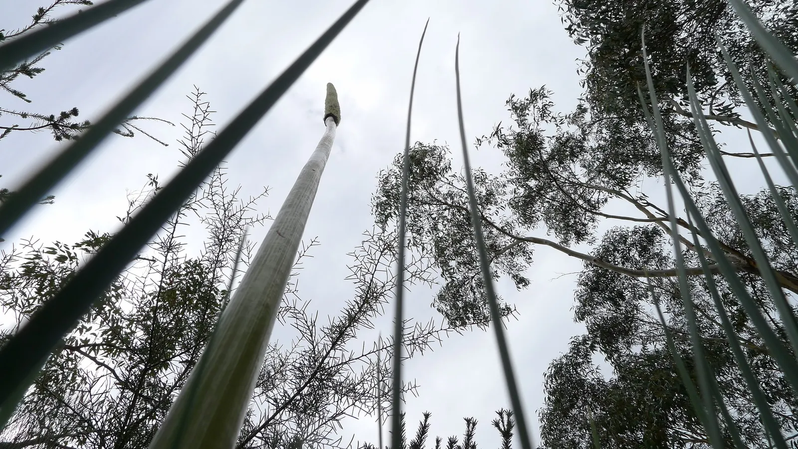 Australian Grass Tree (Xanthorrhoea Quadrangulata) — a testament to the species' exceptional adaptation to survive in bushfires; its lighting needs, image 64