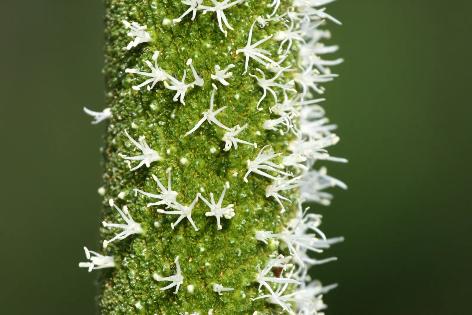 Australian Grass Tree (Xanthorrhoea Quadrangulata) — Its lighting needs range from full sun to partial shade; with its growth rate being, image 70