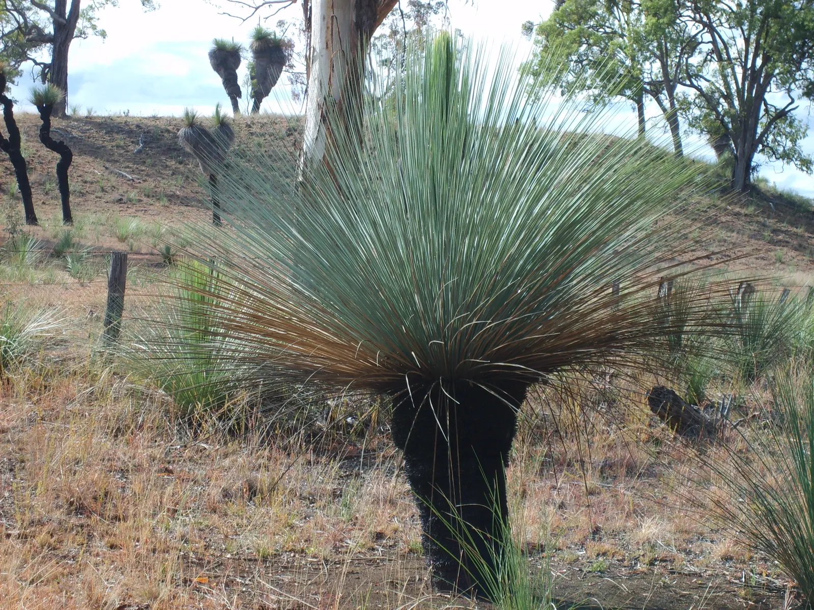 Australian Grass Tree (Xanthorrhoea Quadrangulata) — Hardy to 25°F (Zone 9b); this slow-growing plant sports creamy-white