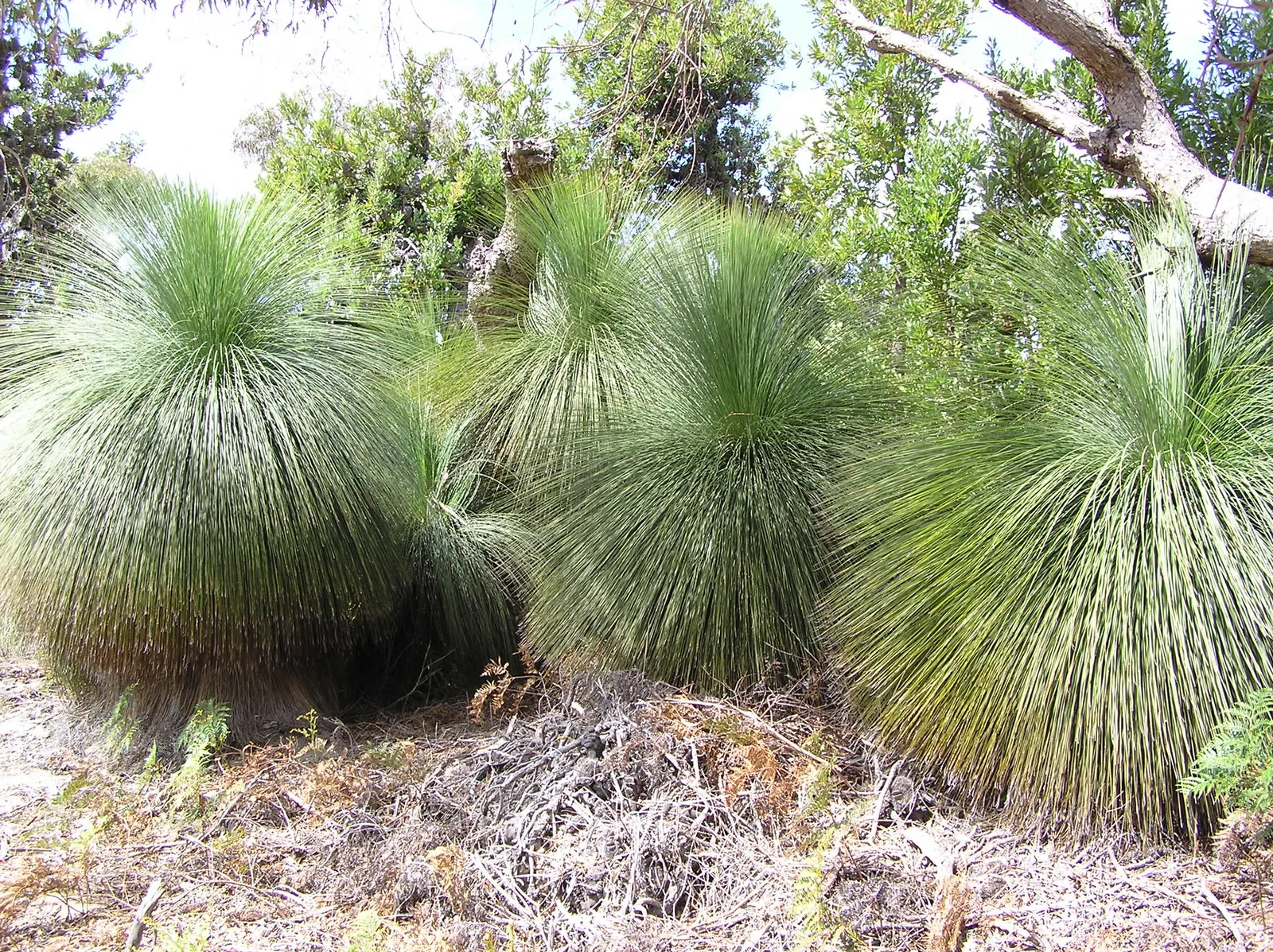 Australian Grass Tree (Xanthorrhoea Quadrangulata) — the Grass Tree is an excellent choice for xeriscaping and is best suited for well-drained soils