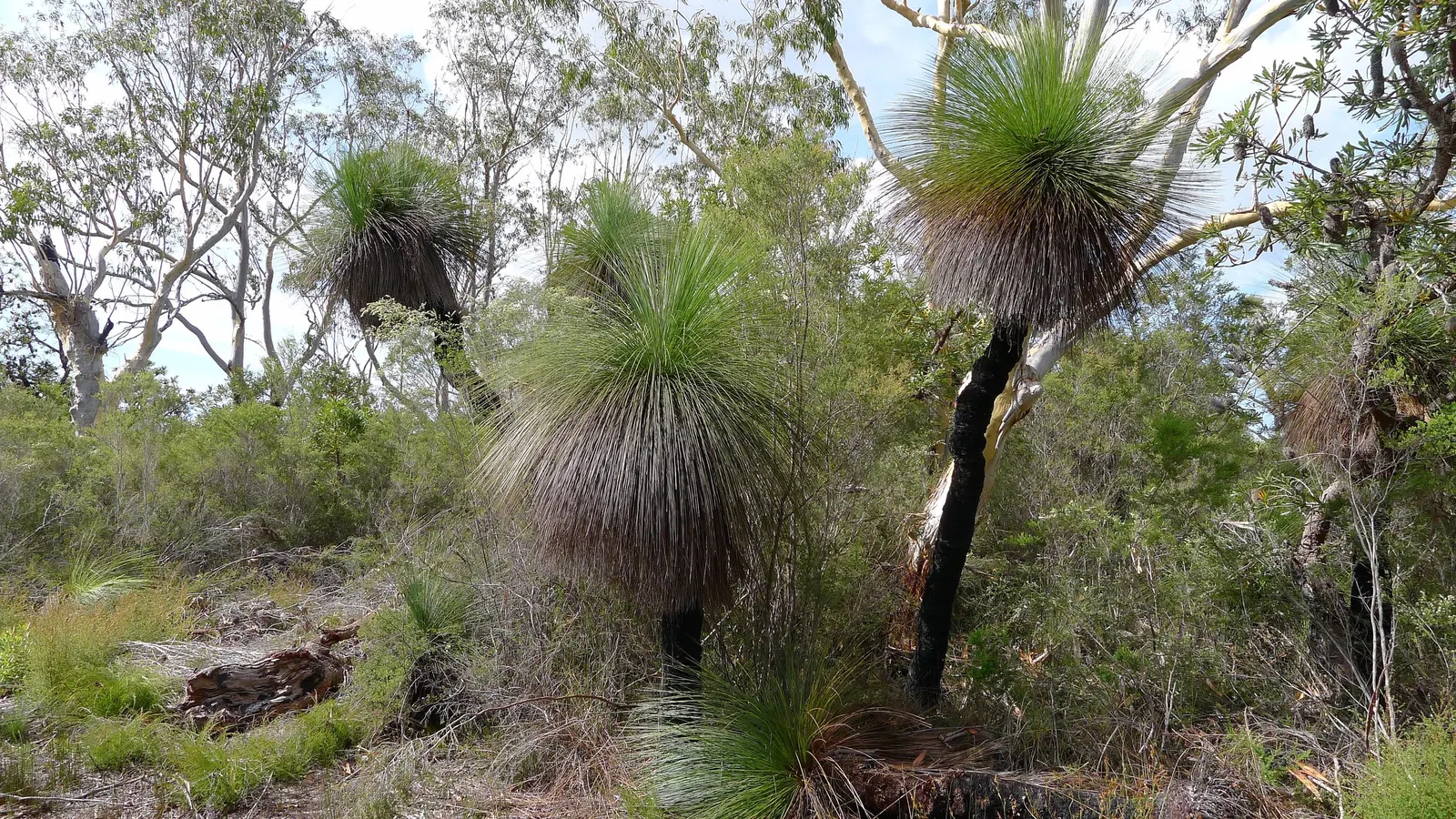 Australian Grass Tree (Xanthorrhoea Quadrangulata) — it requires full sun and excellent drainage; a testament to the species' exceptional adaptation to survive