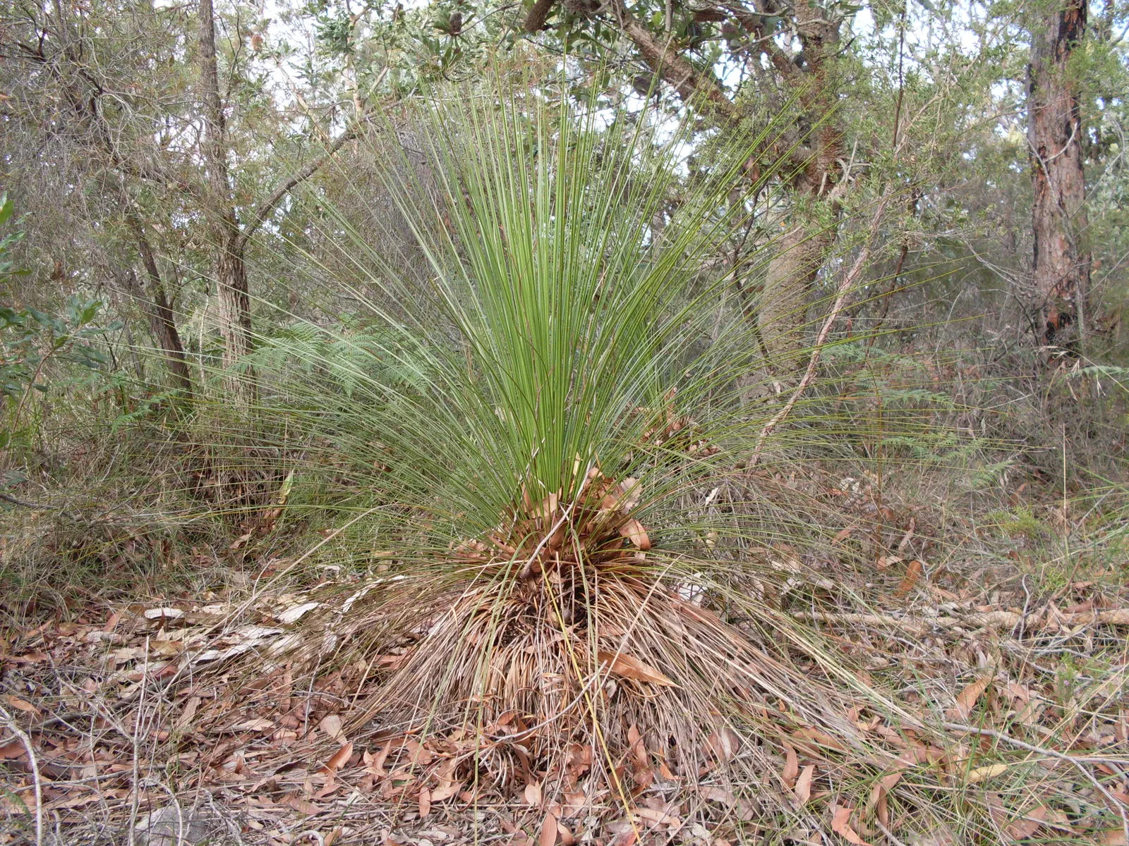 Australian Grass Tree (Xanthorrhoea Quadrangulata) — fragrant flower spikes that can extend an additional 6.6 feet above its foliage; succulent for, image 54