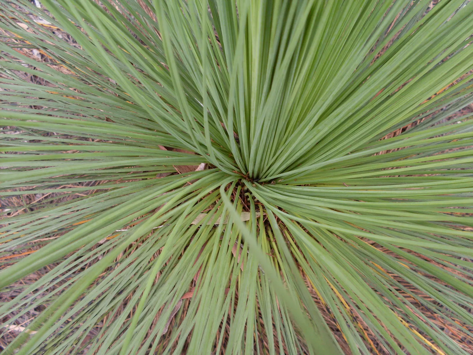Australian Grass Tree (Xanthorrhoea Quadrangulata) — This slow-growing perennial can reach up to 10 to 12 feet in height at maturity; succulent with white