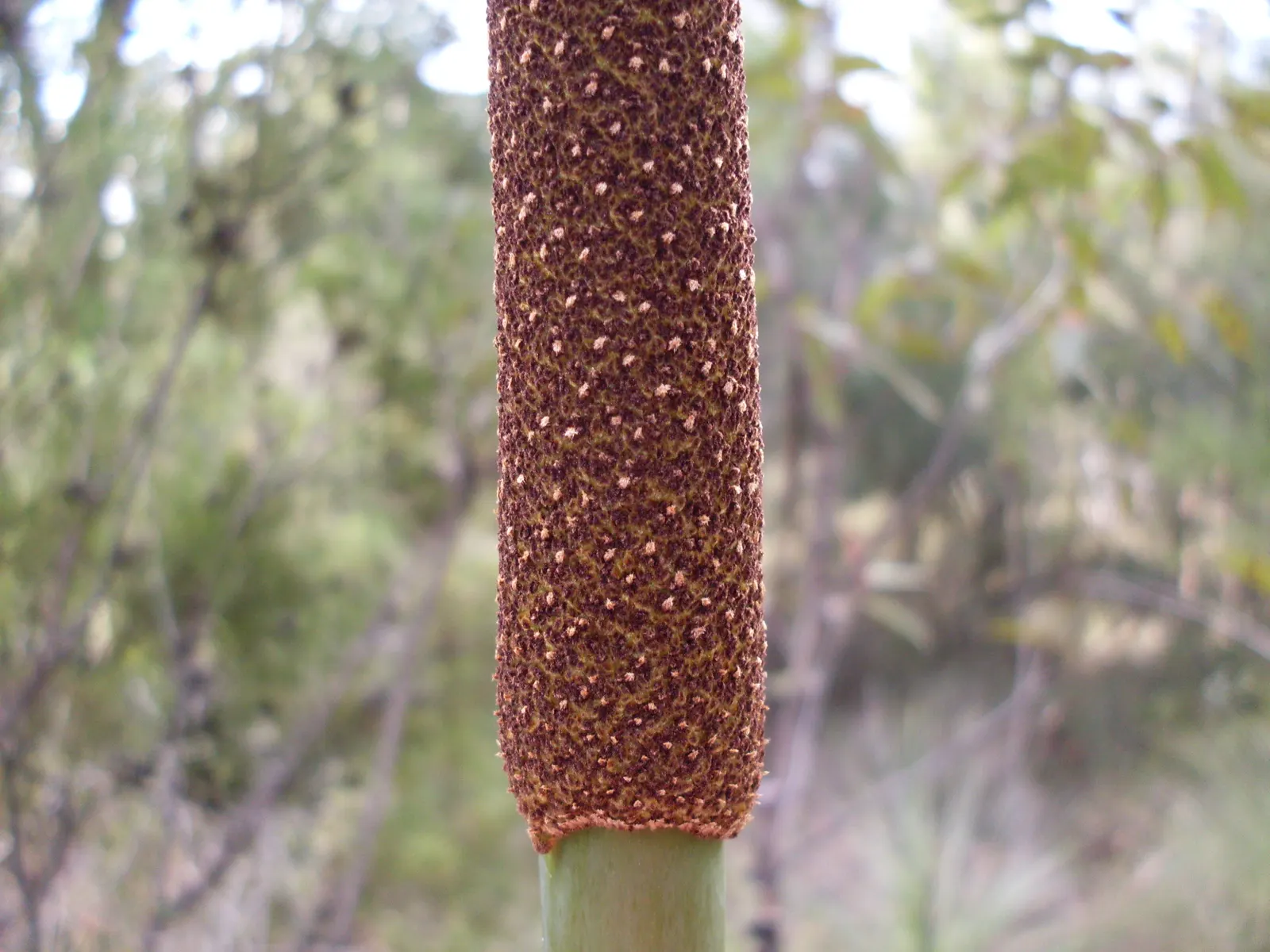 Australian Grass Tree (Xanthorrhoea Quadrangulata) — Its lighting needs range from full sun to partial shade; with its growth rate being approximately 1 inch