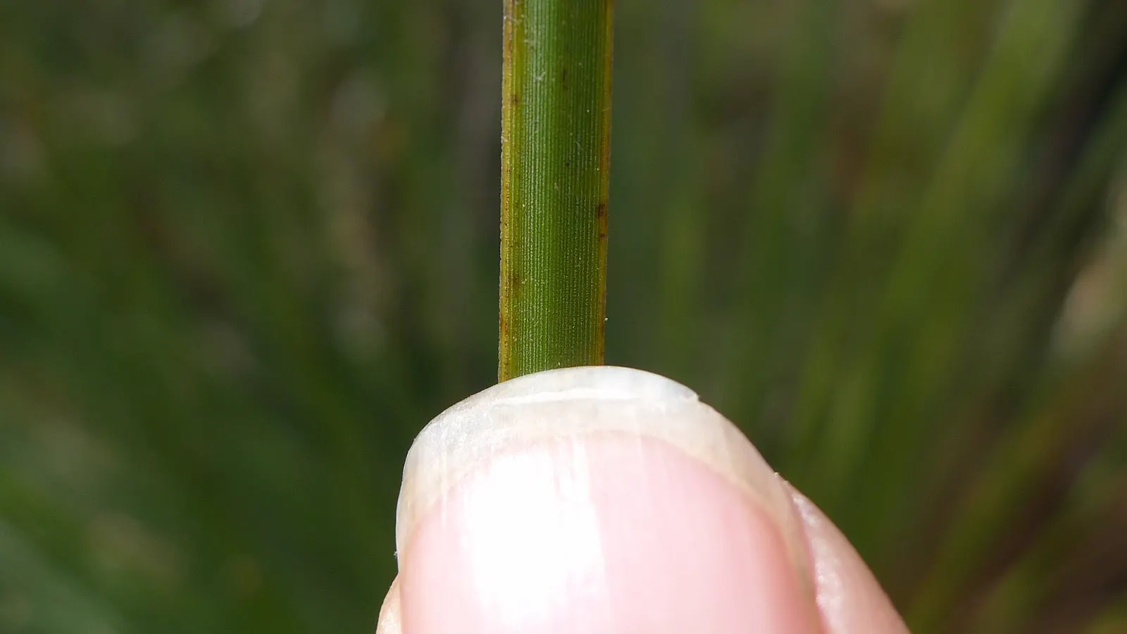 Australian Grass Tree (Xanthorrhoea Quadrangulata) — This plant tolerates a variety of soil types; the Grass Tree is an excellent choice for xeriscaping and is