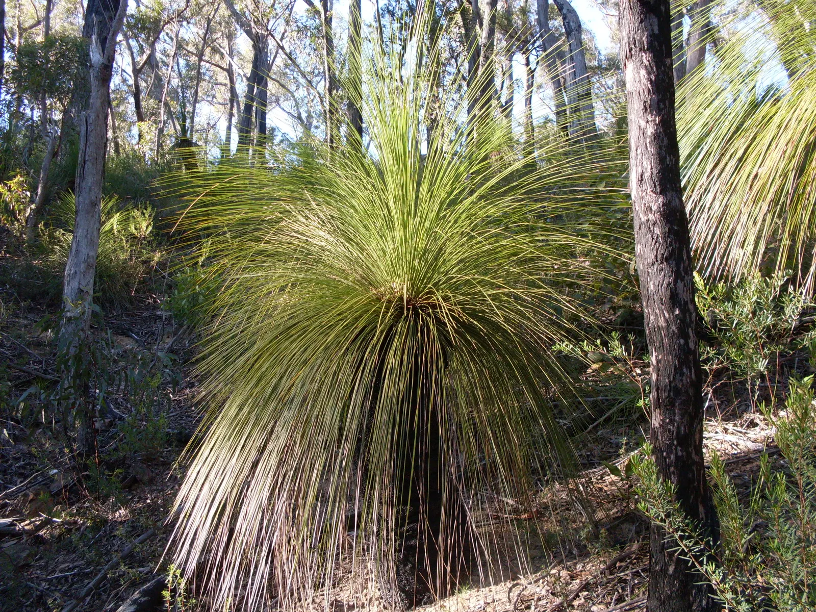 Australian Grass Tree (Xanthorrhoea Quadrangulata) — each slender leaf reaching lengths of up to 3 feet; blackened trunk reaching up to 13 feet and crowned by