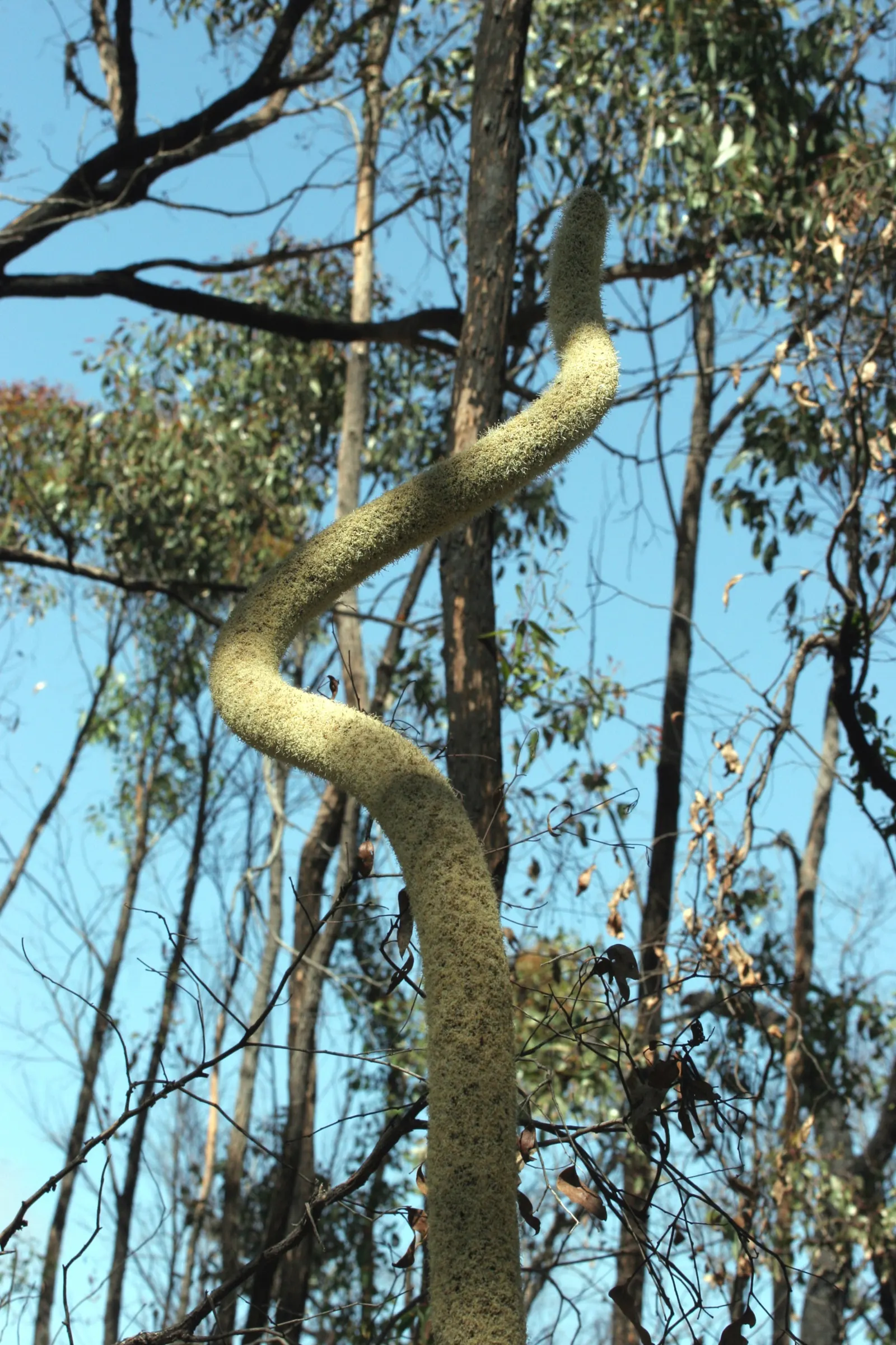 Australian Grass Tree (Xanthorrhoea Quadrangulata) — low-maintenance feature in any landscape
