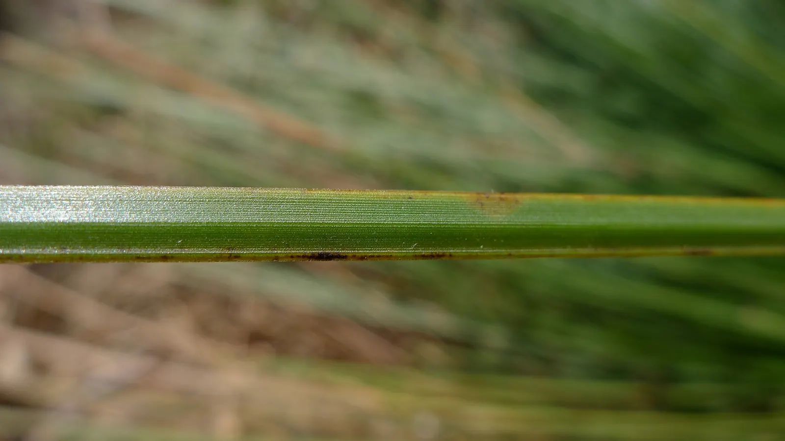 Australian Grass Tree (Xanthorrhoea Quadrangulata) — fibrous trunk is often fire-blackened, image 38