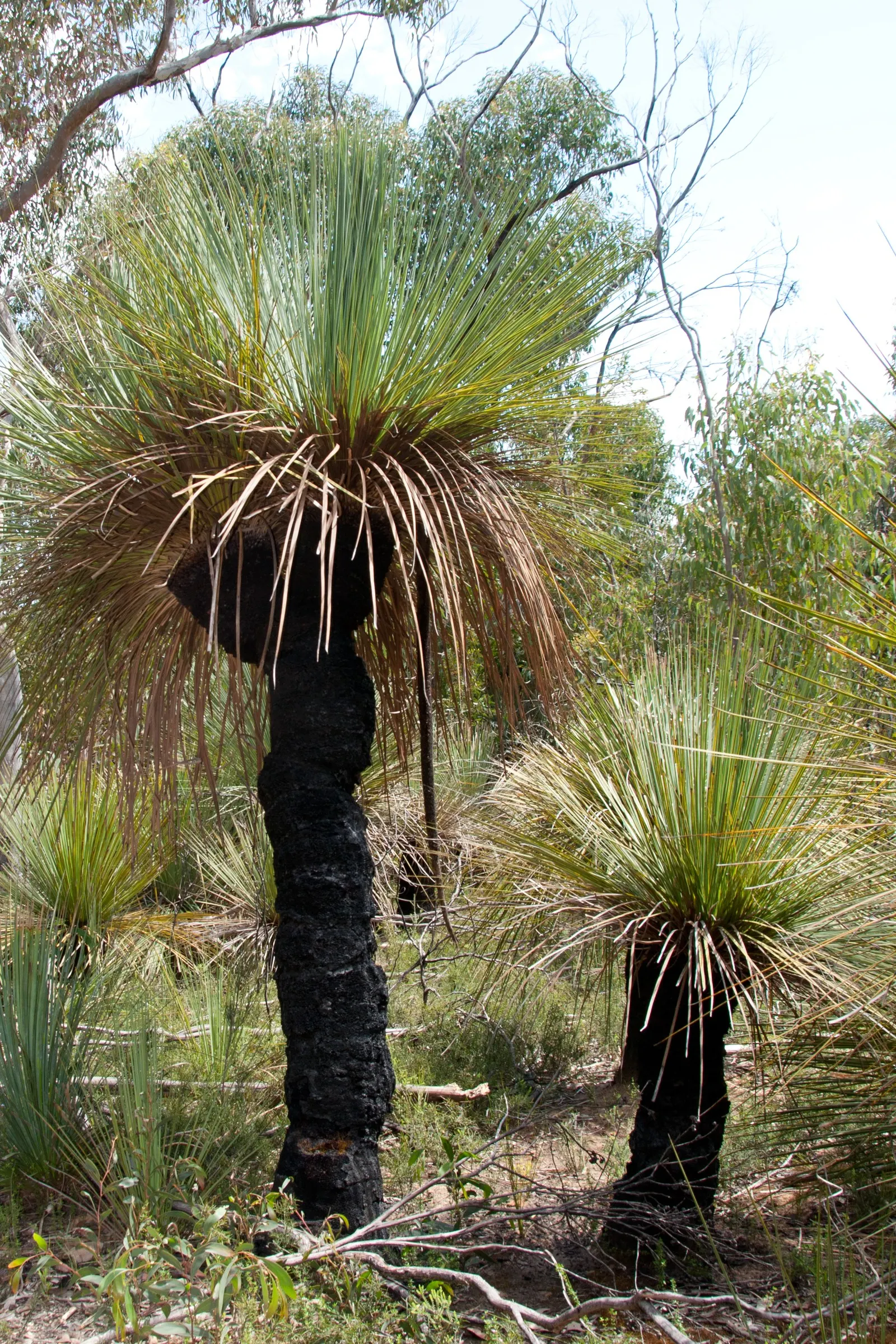 Australian Grass Tree (Xanthorrhoea Quadrangulata) — each slender leaf reaching lengths of up to 3 feet; blackened trunk reaching up to 13 feet and, image 65