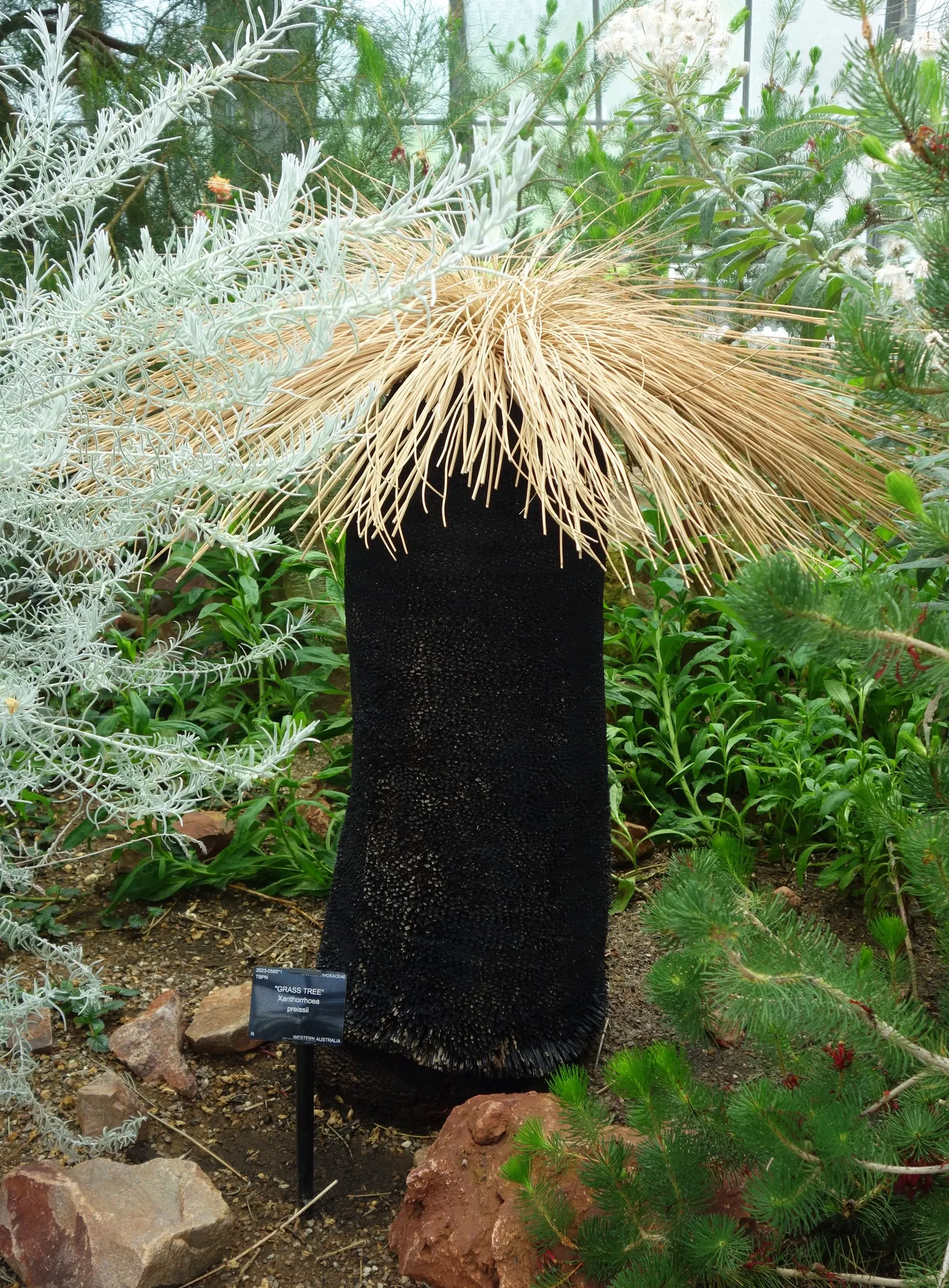 Australian Grass Tree (Xanthorrhoea Quadrangulata) — succulent for full; making it a timeless focal point for any Australian-themed landscape design, image 75