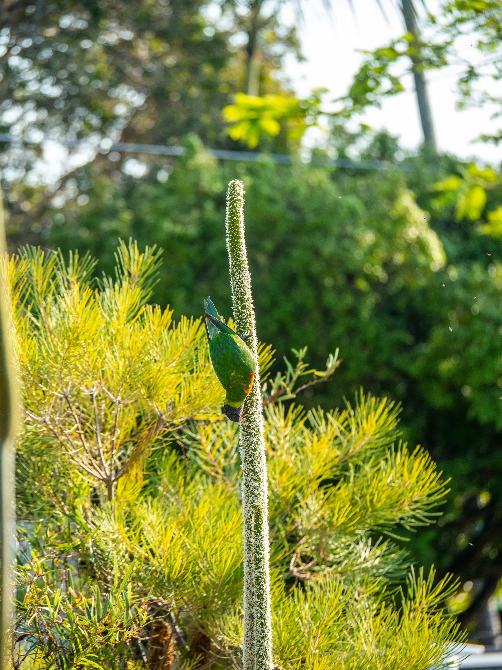 Australian Grass Tree (Xanthorrhoea Quadrangulata) — white flowers in the garden; hardy to 25&deg;F (Zone 9b)