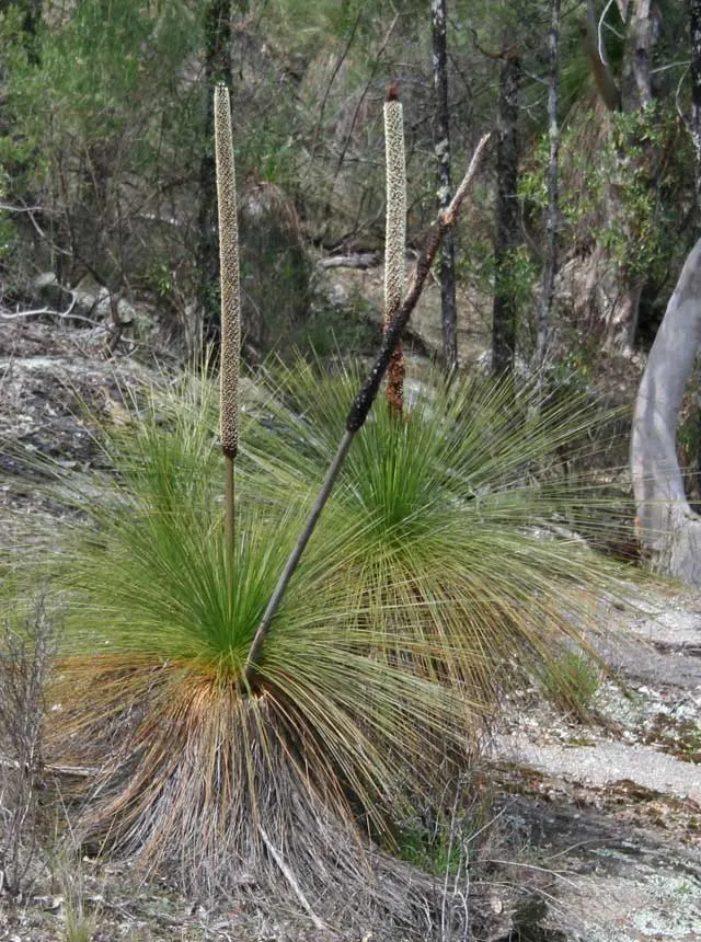 Australian Grass Tree (Xanthorrhoea Quadrangulata) — boasts a unique and hardy presence