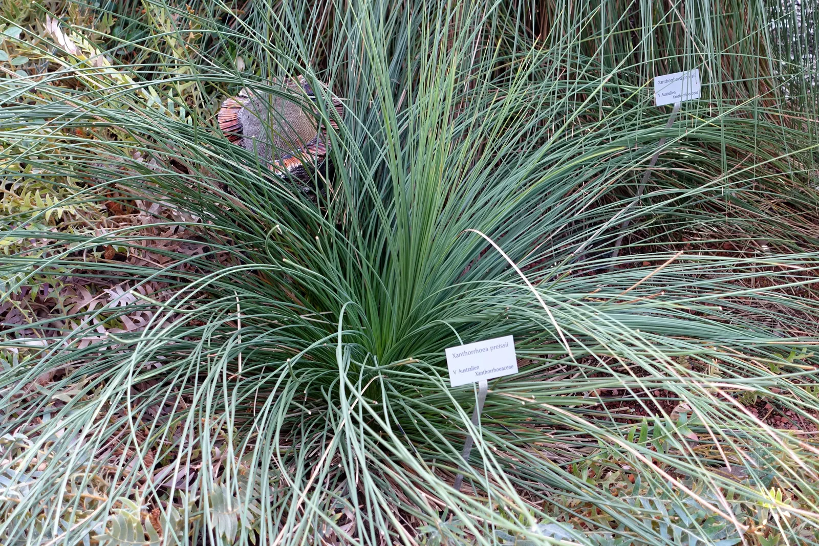 Australian Grass Tree (Xanthorrhoea Quadrangulata) — fibrous trunk is often fire-blackened, image 88