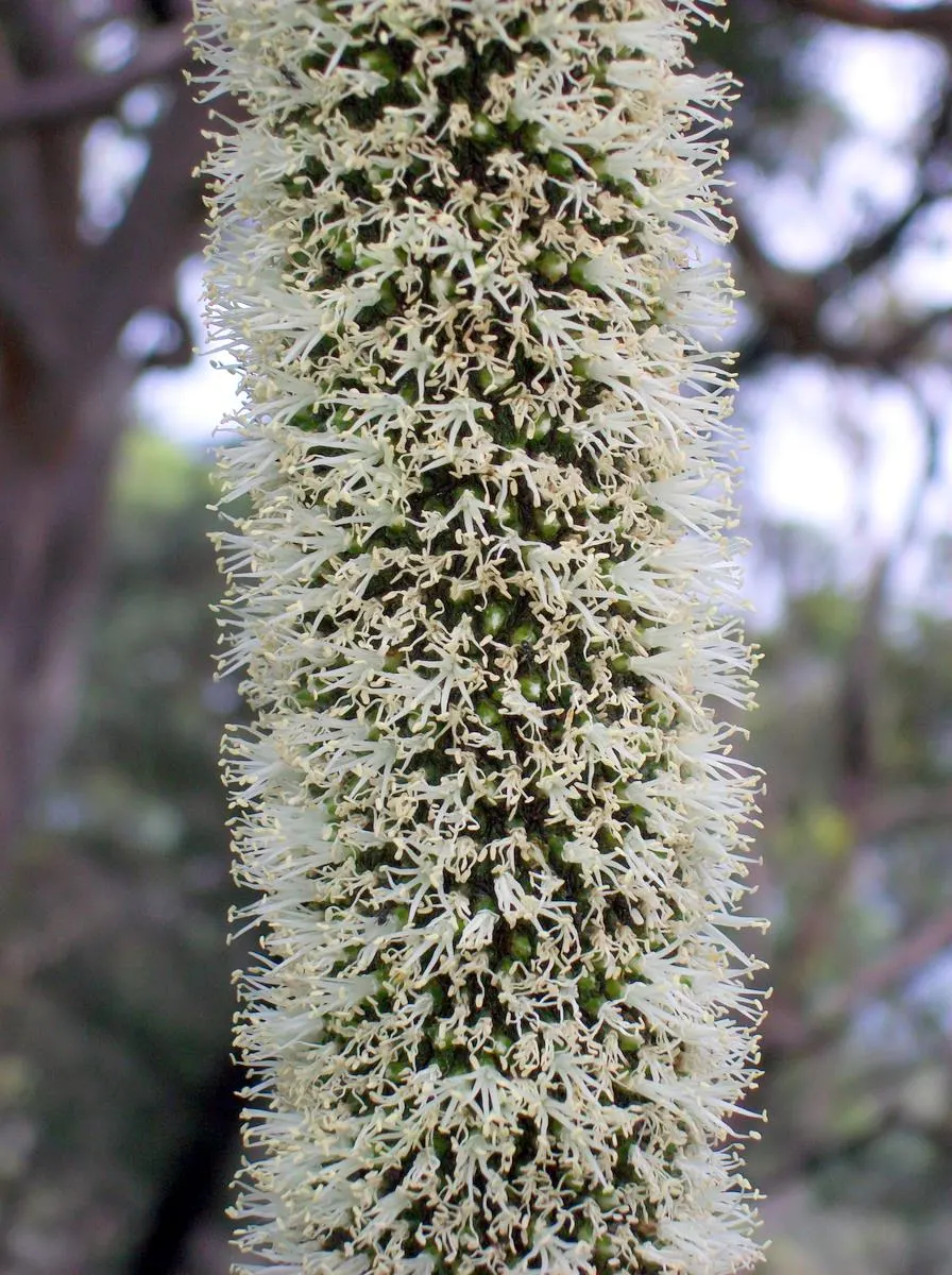 Australian Grass Tree (Xanthorrhoea Quadrangulata) — each slender leaf reaching lengths of up to 3 feet; blackened trunk reaching up to 13 feet and, image 90