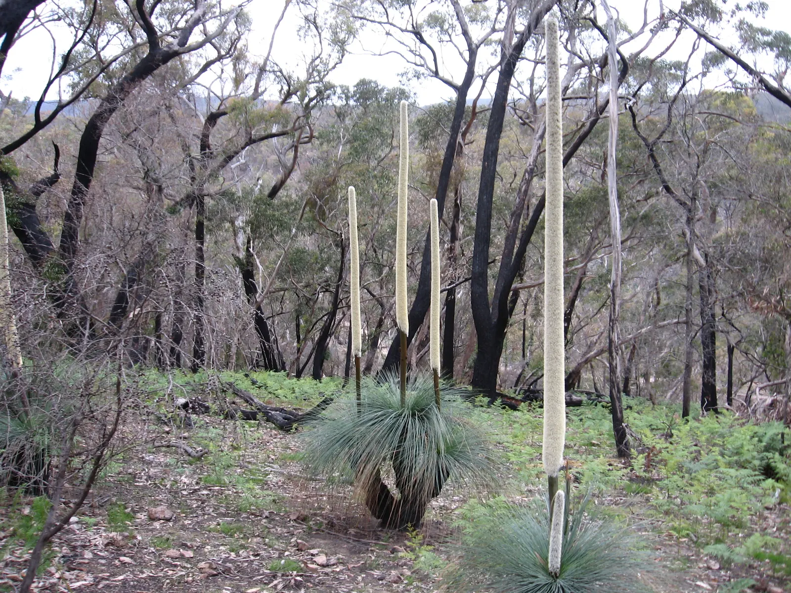 Australian Grass Tree (Xanthorrhoea Quadrangulata) — it requires full sun and excellent drainage