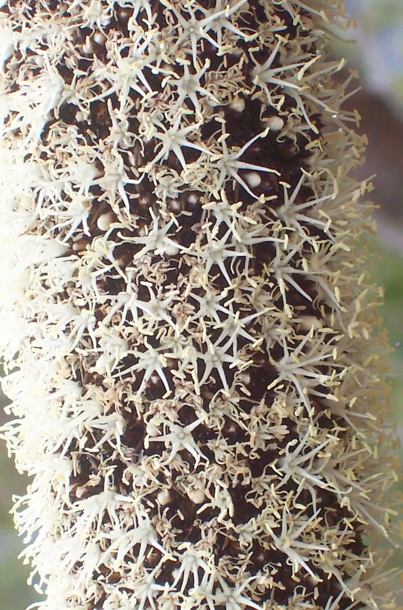 Australian Grass Tree (Xanthorrhoea Quadrangulata) — fragrant flower spikes that can extend an additional 6.6 feet above its foliage; succulent for full