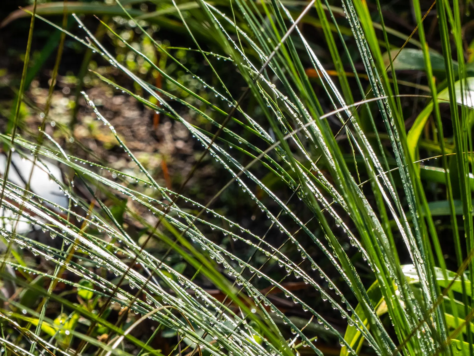Australian Grass Tree (Xanthorrhoea Quadrangulata) — fragrant flower spikes that can extend an additional 6.6 feet above its foliage