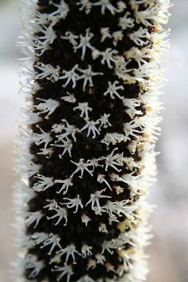 Australian Grass Tree (Xanthorrhoea Quadrangulata) — each slender leaf reaching lengths of up to 3 feet