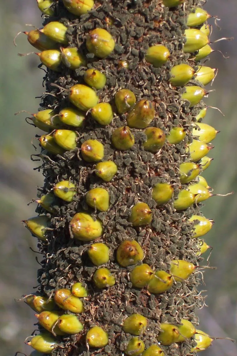 Australian Grass Tree (Xanthorrhoea Quadrangulata) — blackened trunk reaching up to 13 feet and crowned by a tuft of grass-like foliage; this slow-growing