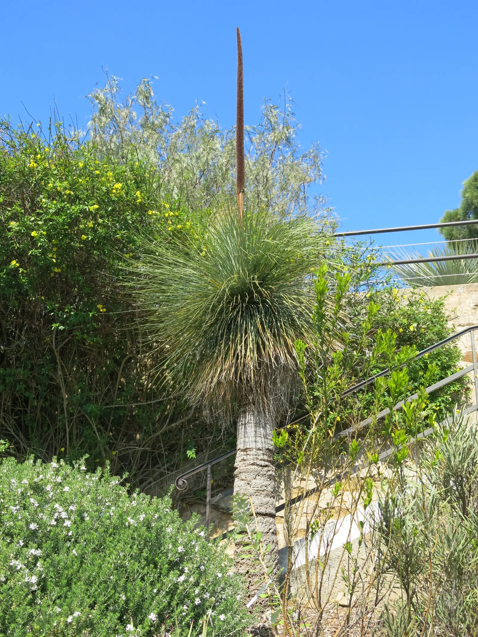 Australian Grass Tree (Xanthorrhoea Quadrangulata) — fragrant flower spikes that can extend an additional 6.6 feet above its foliage; succulent for, image 79