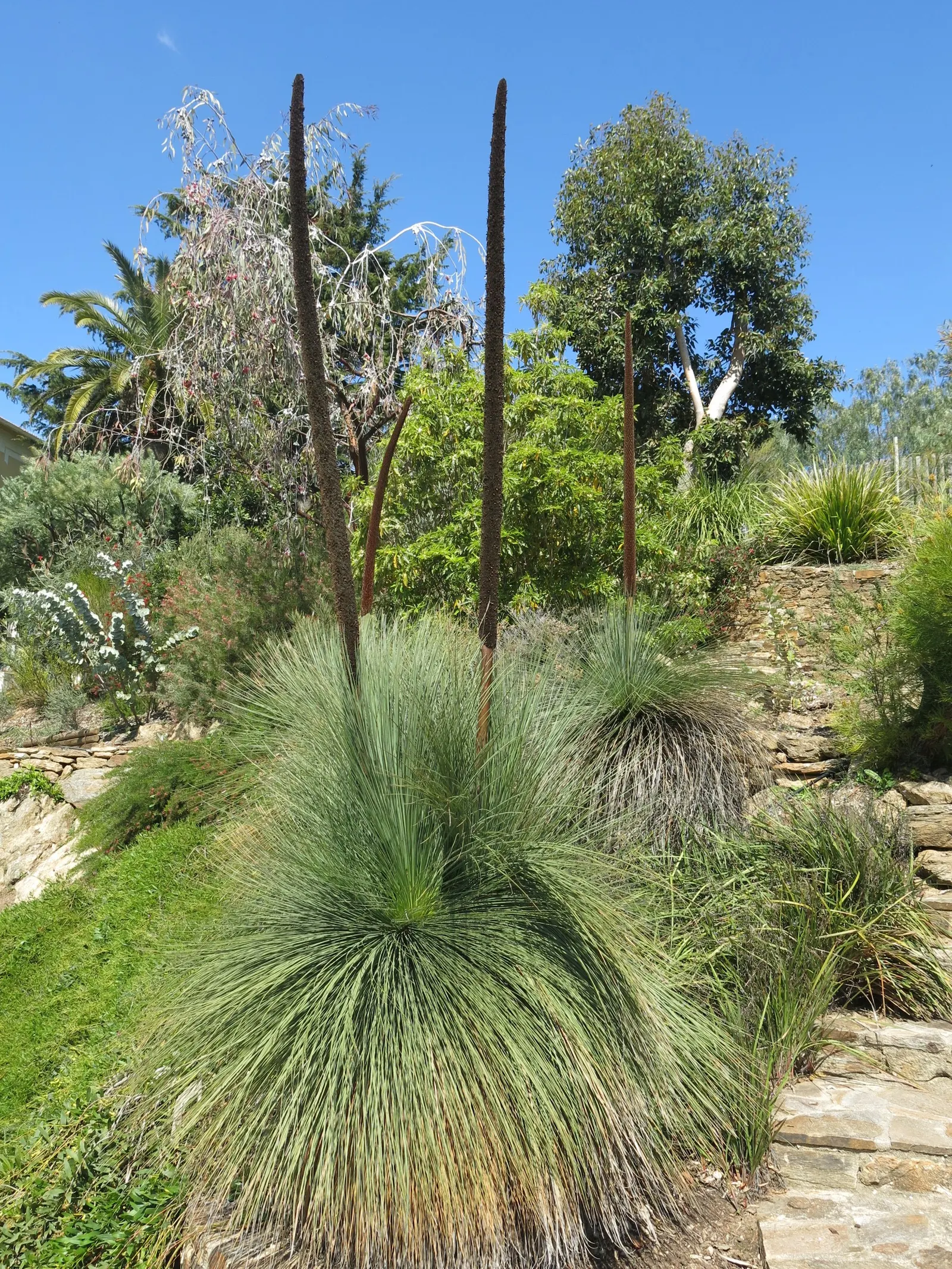Australian Grass Tree (Xanthorrhoea Quadrangulata) — This slow-growing perennial can reach up to 10 to 12 feet in height at maturity; succulent, image 61