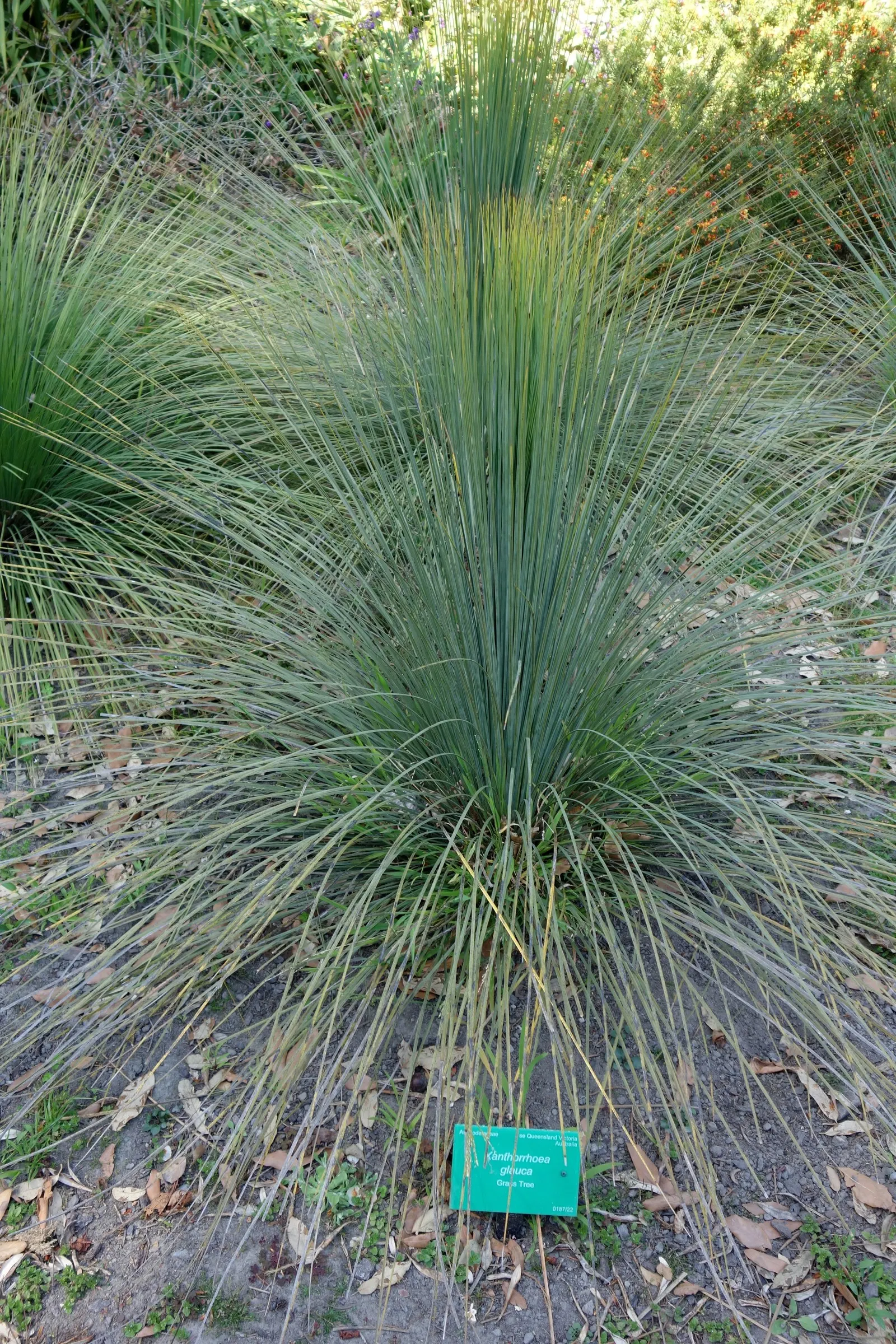 Australian Grass Tree (Xanthorrhoea Quadrangulata) — succulent for full; making it a timeless focal point for any Australian-themed landscape design