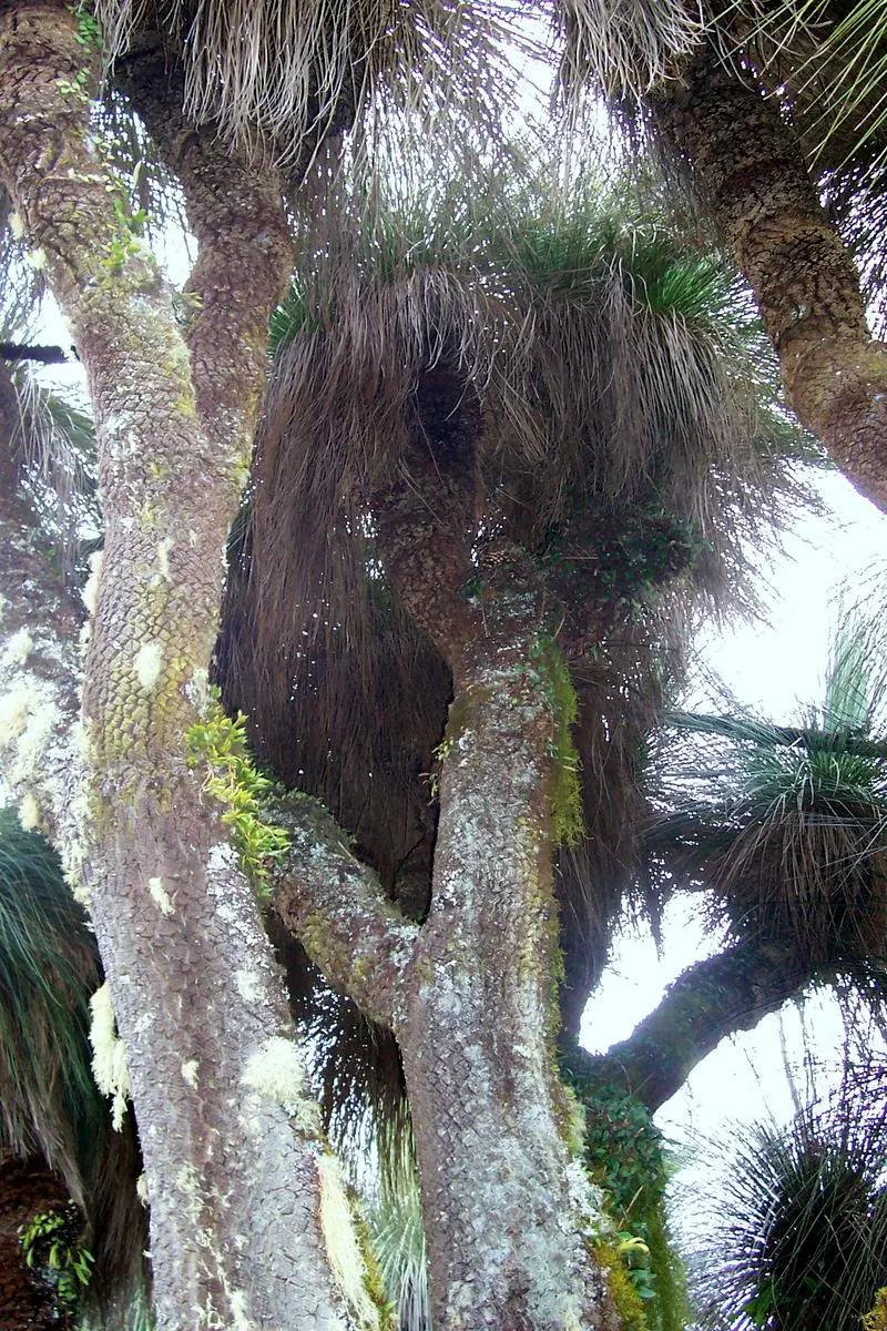 Australian Grass Tree (Xanthorrhoea Quadrangulata) — expect to see an impressive flower spike that can tower an additional 3 to 10 feet above the foliage