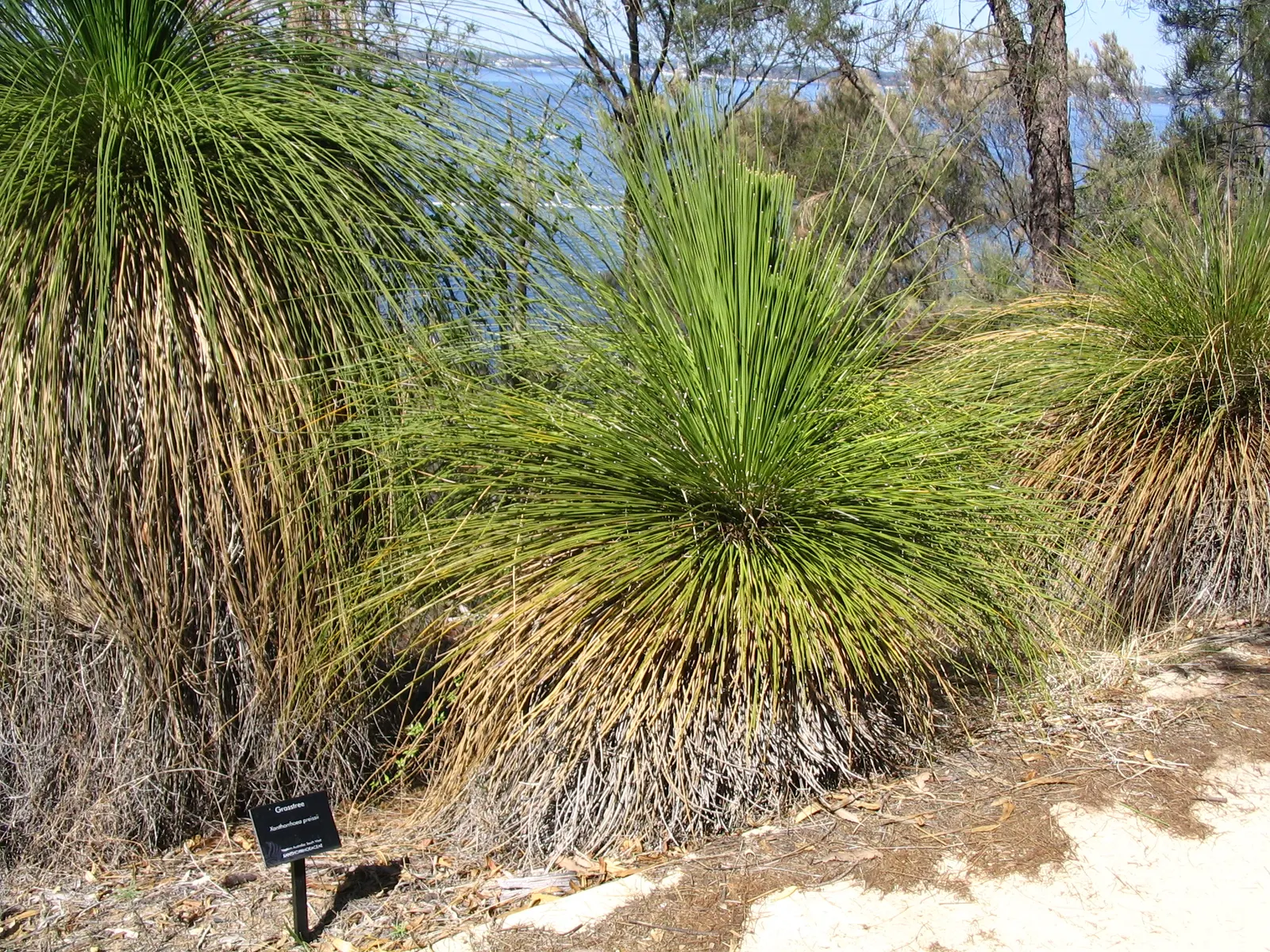 Australian Grass Tree (Xanthorrhoea Quadrangulata) — low-maintenance feature in any landscape; this plant tolerates a variety of soil types
