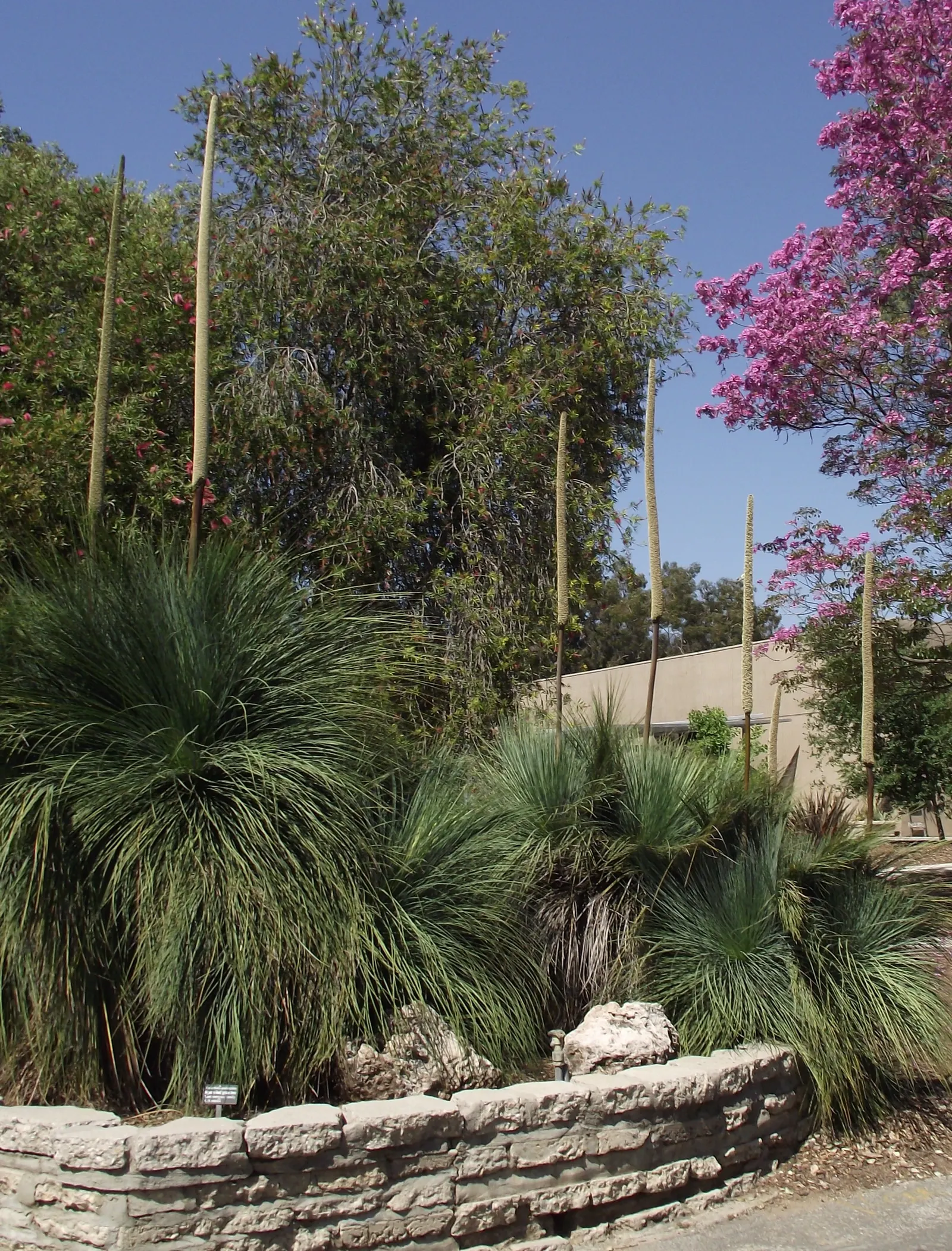 Australian Grass Tree (Xanthorrhoea Quadrangulata) — the Grass Tree is an excellent choice for xeriscaping and is best suited for well-drained, image 69