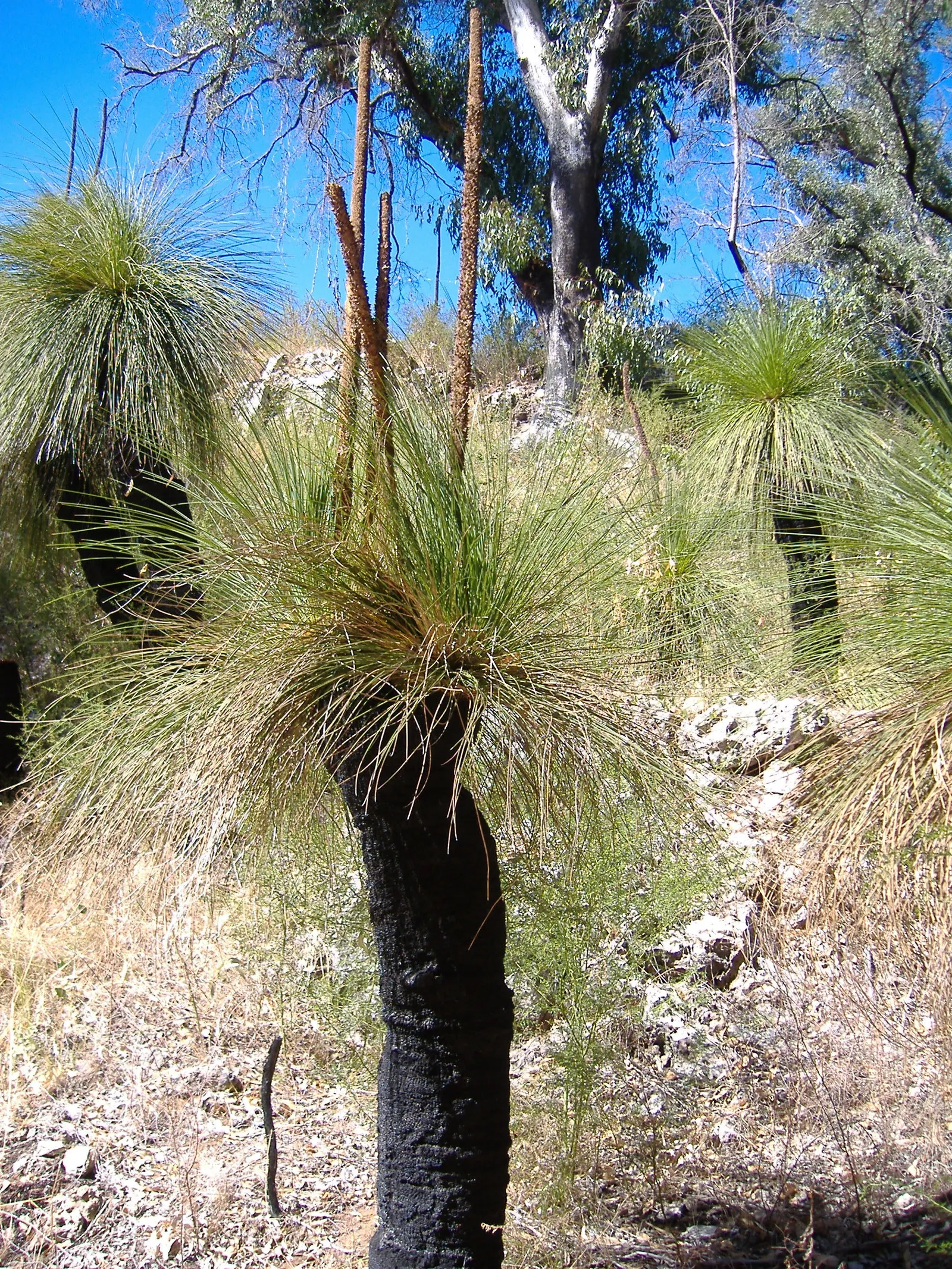 Australian Grass Tree (Xanthorrhoea Quadrangulata) — white flowers in the garden; hardy to 25&deg;F (Zone 9b), image 73