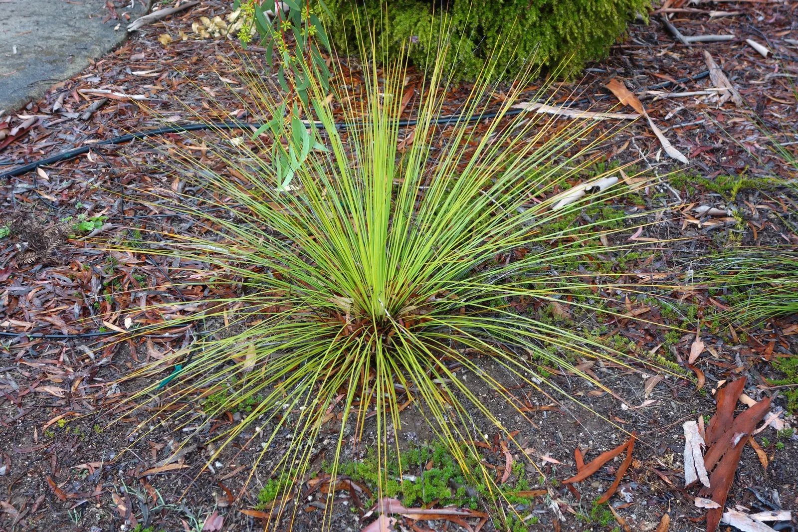 Australian Grass Tree (Xanthorrhoea Quadrangulata) — Adaptable to various soils