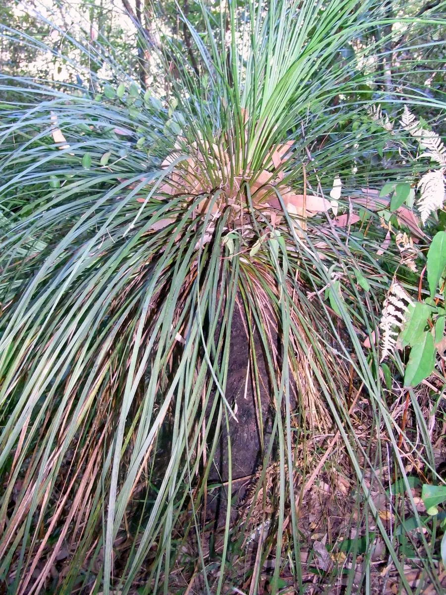 Australian Grass Tree (Xanthorrhoea Quadrangulata) — blackened trunk reaching up to 13 feet and crowned by a tuft of grass-like foliage; this, image 52