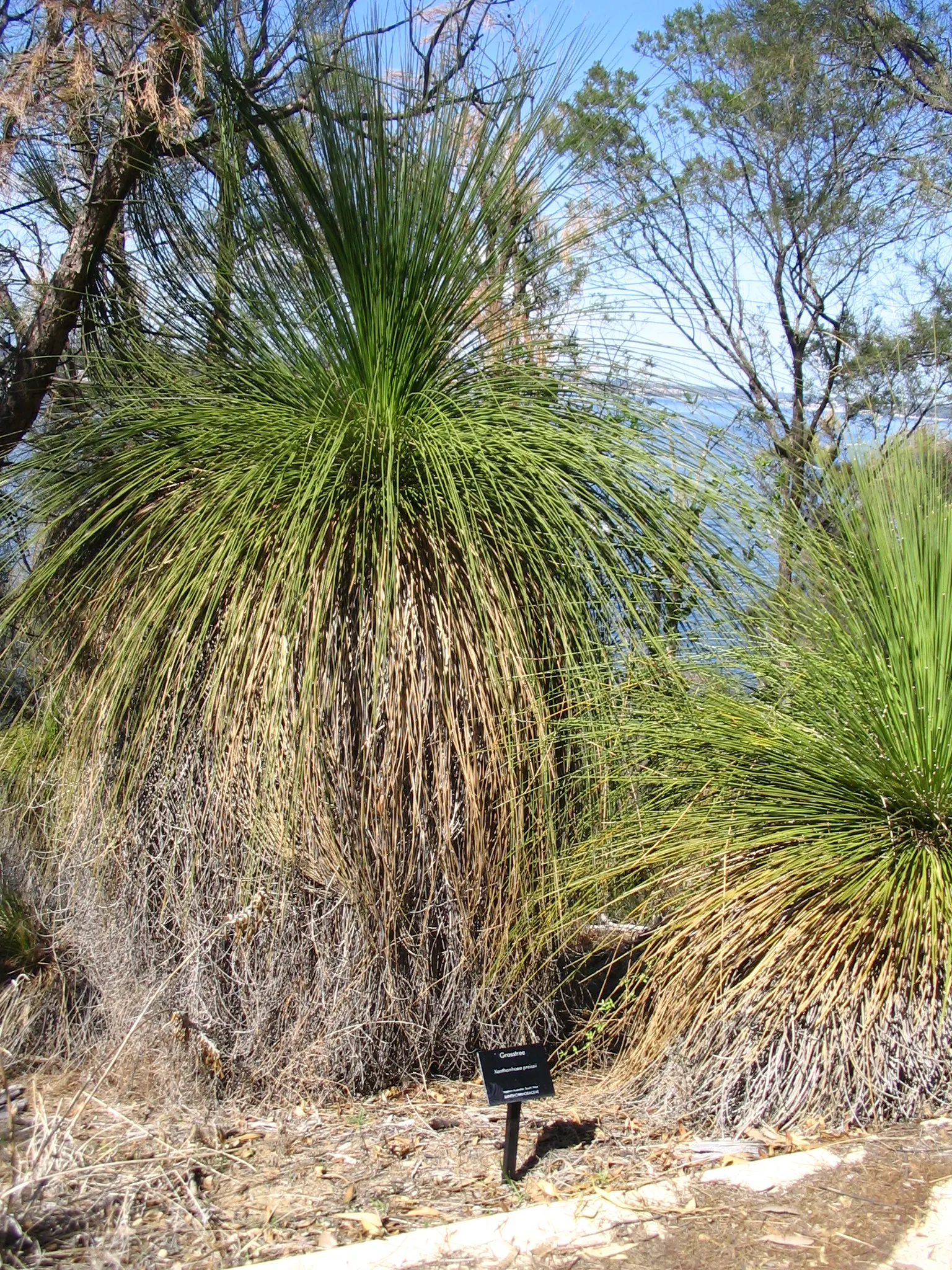 Australian Grass Tree (Xanthorrhoea Quadrangulata) — a testament to the species' exceptional adaptation to survive in bushfires; its lighting needs range from