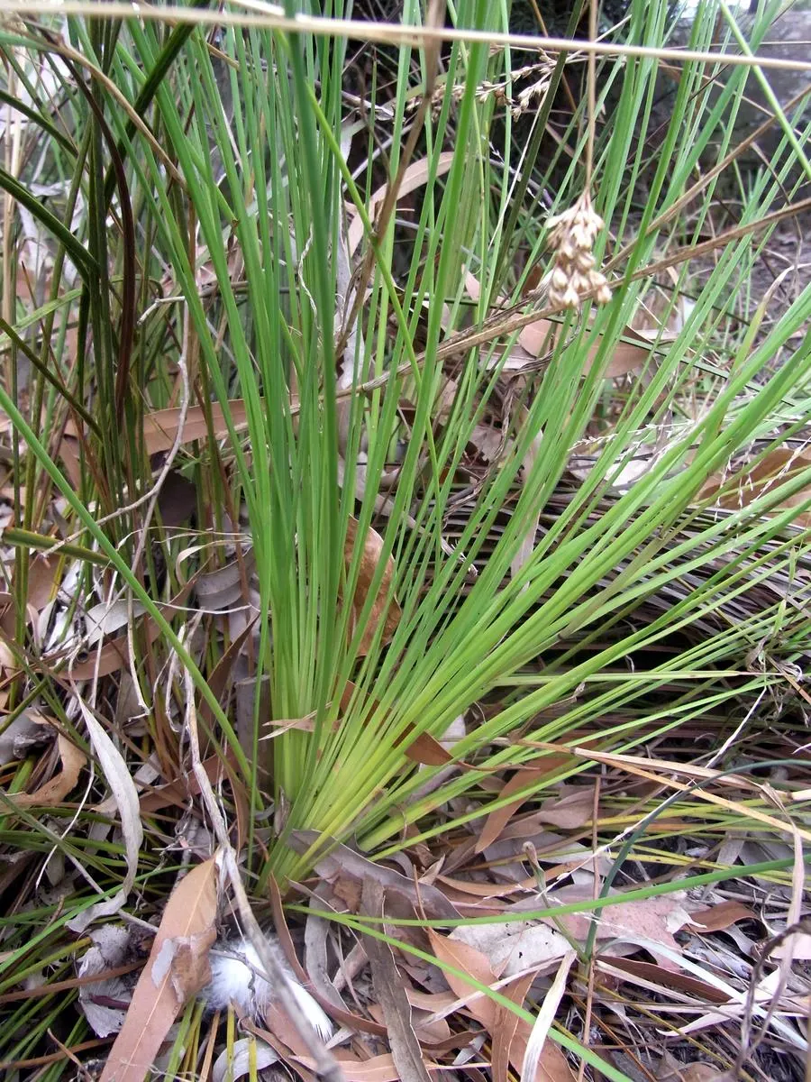 Australian Grass Tree (Xanthorrhoea Quadrangulata) — the Grass Tree is an excellent choice for xeriscaping and is best suited for well-drained soils; adaptable