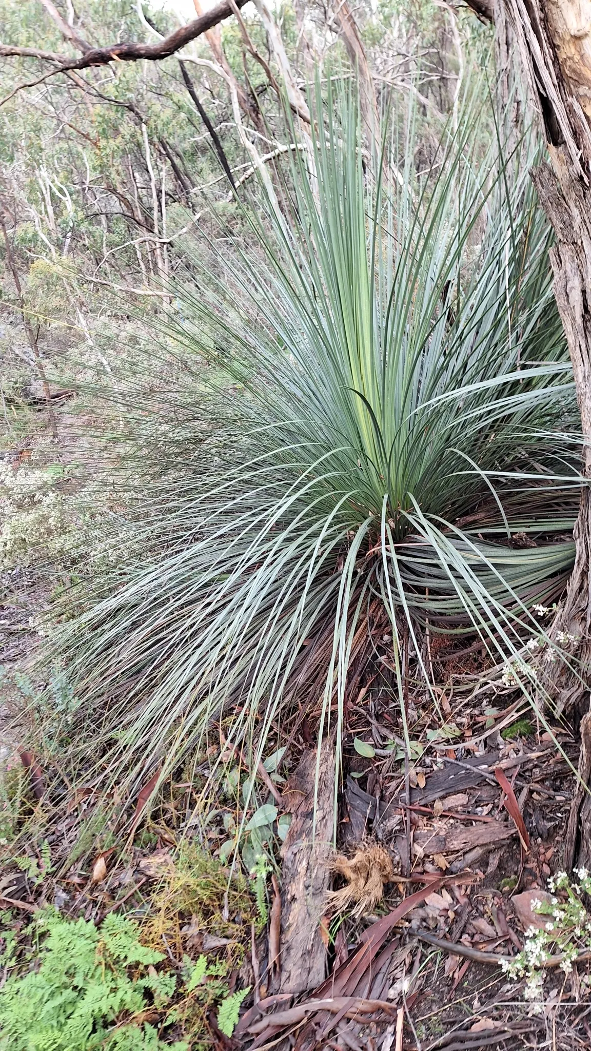 Australian Grass Tree (Xanthorrhoea Quadrangulata) — boasts a unique and hardy presence; making it a captivating choice for landscape designs that aim to