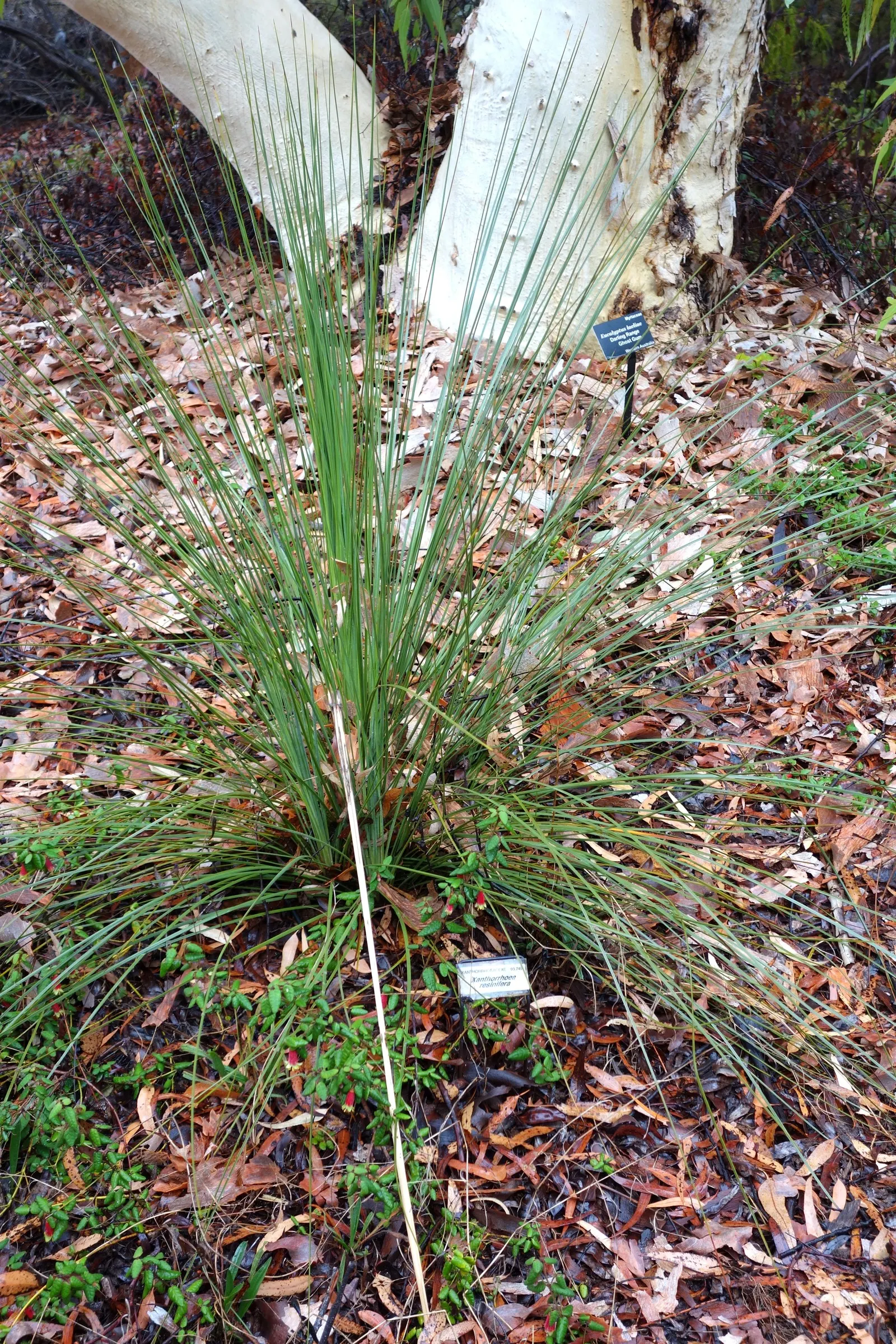 Australian Grass Tree (Xanthorrhoea Quadrangulata) — This slow-growing plant sports creamy-white; expect to see an impressive flower spike that can tower an