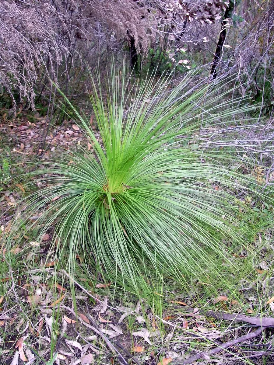Australian Grass Tree (Xanthorrhoea Quadrangulata) — making it a captivating choice for landscape designs that aim to reflect Australia's native, image 35