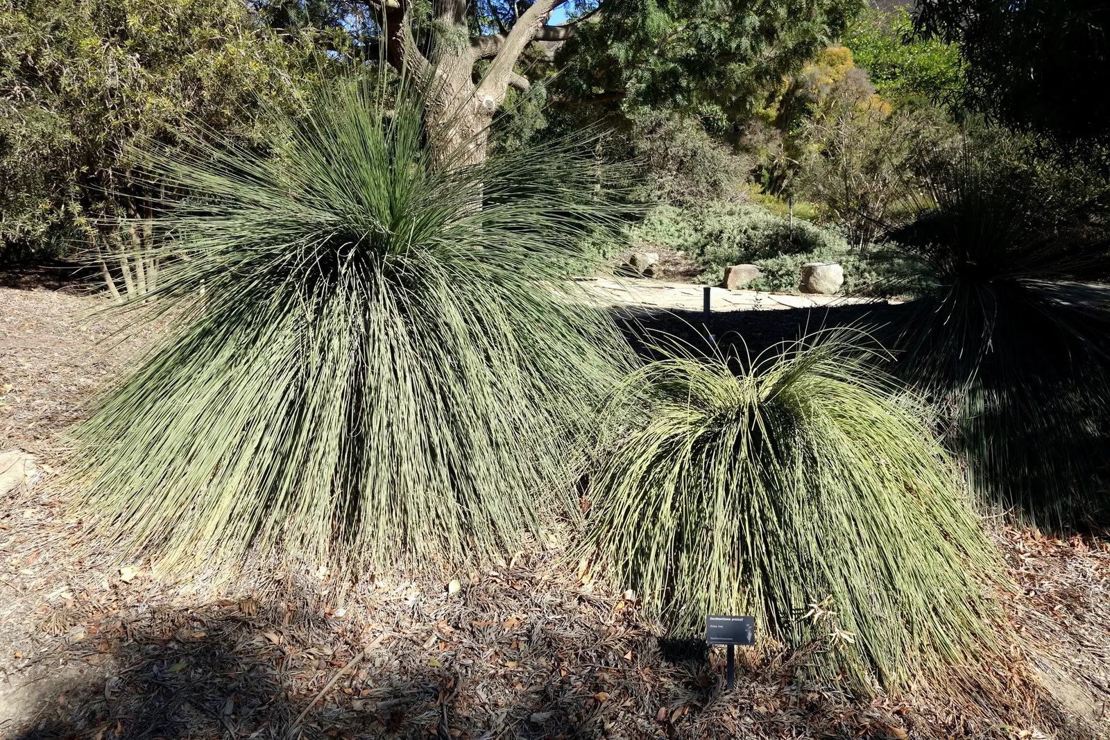 Australian Grass Tree (Xanthorrhoea Quadrangulata) — making it a captivating choice for landscape designs that aim to reflect Australia's native beauty