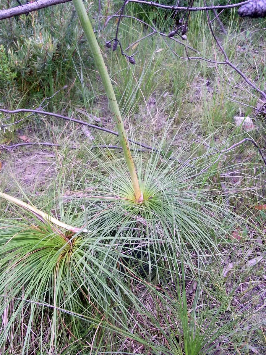 Australian Grass Tree (Xanthorrhoea Quadrangulata) — a testament to the species' exceptional adaptation to survive in bushfires; its lighting needs, image 89