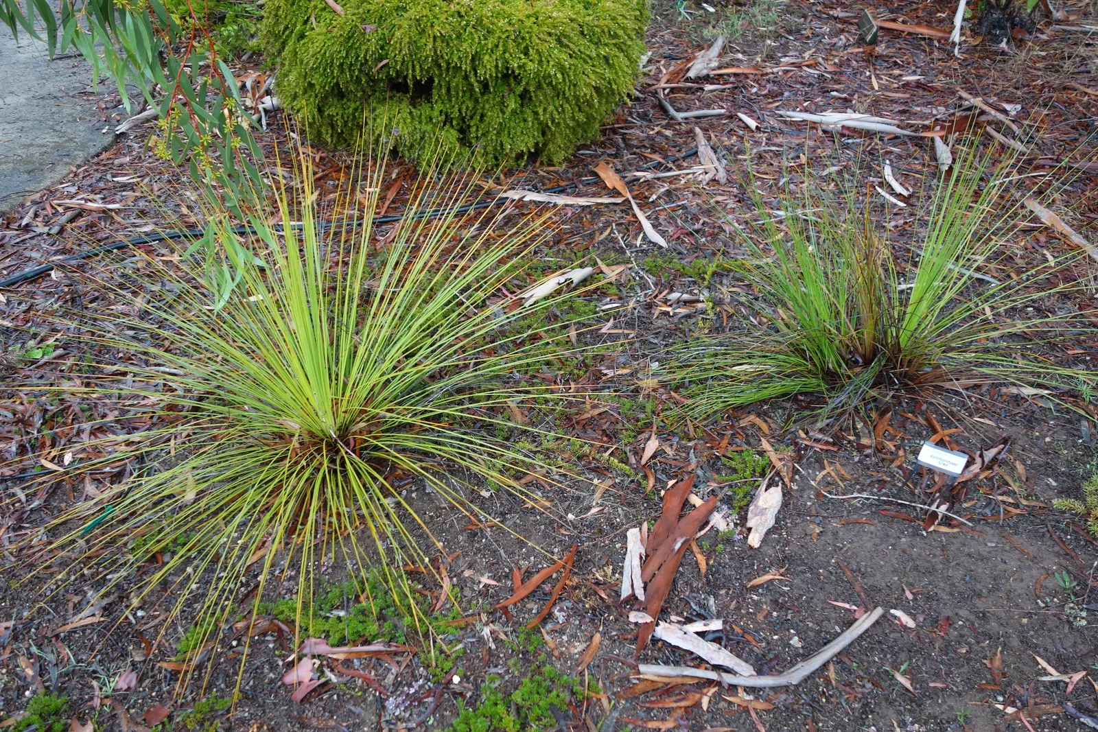 Australian Grass Tree (Xanthorrhoea Quadrangulata) — it requires full sun and excellent drainage; a testament to the species' exceptional, image 81