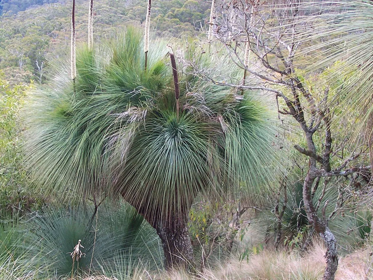 Australian Grass Tree (Xanthorrhoea Quadrangulata) — a testament to the species' exceptional adaptation to survive in bushfires
