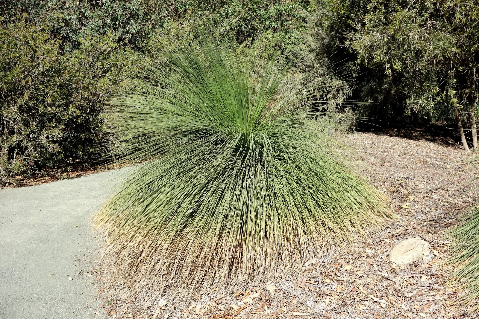 Australian Grass Tree (Xanthorrhoea Quadrangulata) — succulent with white blooms; each slender leaf reaching lengths of up to 3 feet, image 74