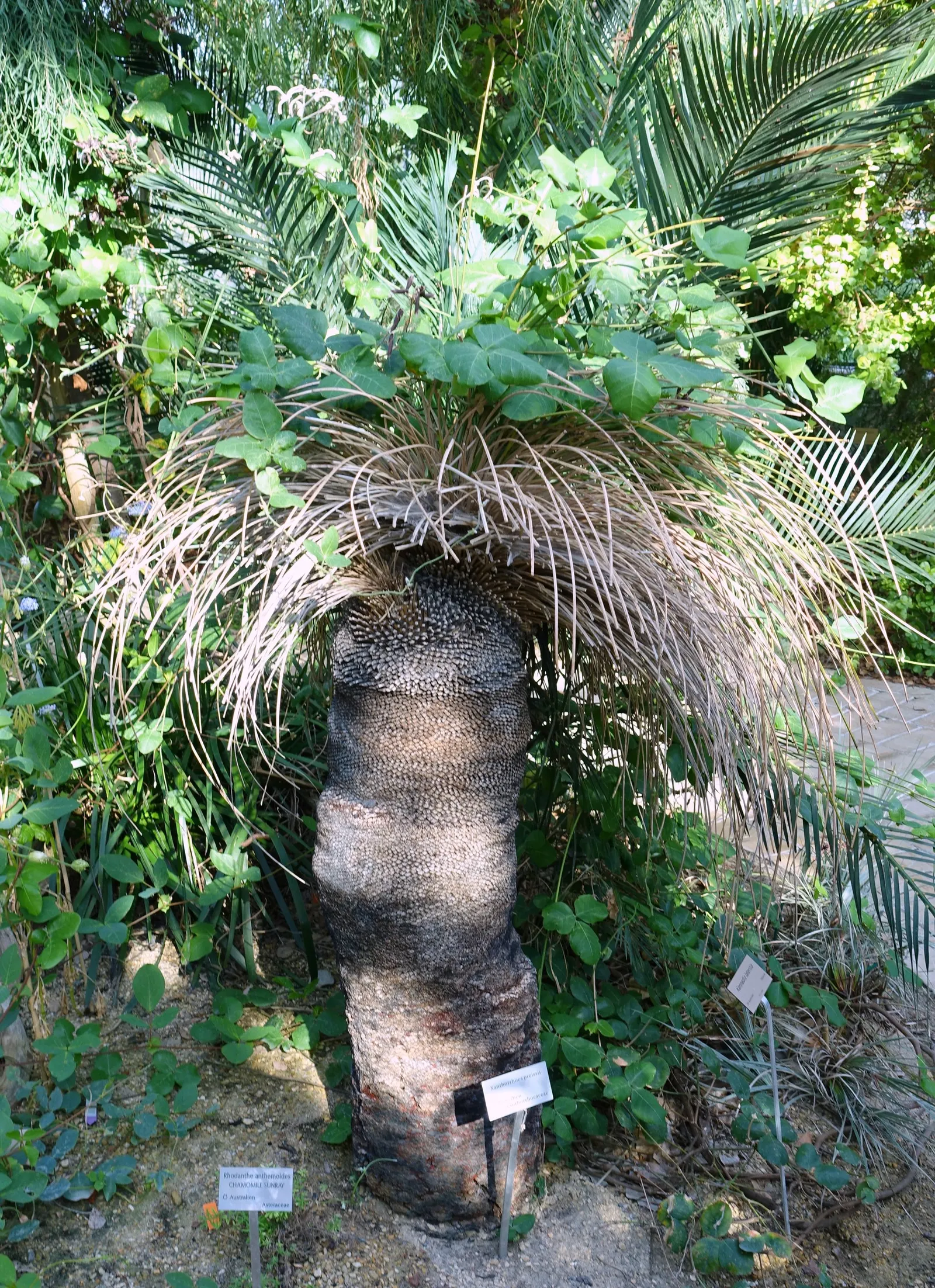 Australian Grass Tree (Xanthorrhoea Quadrangulata) — expect to see an impressive flower spike that can tower an additional 3 to 10 feet above the, image 43