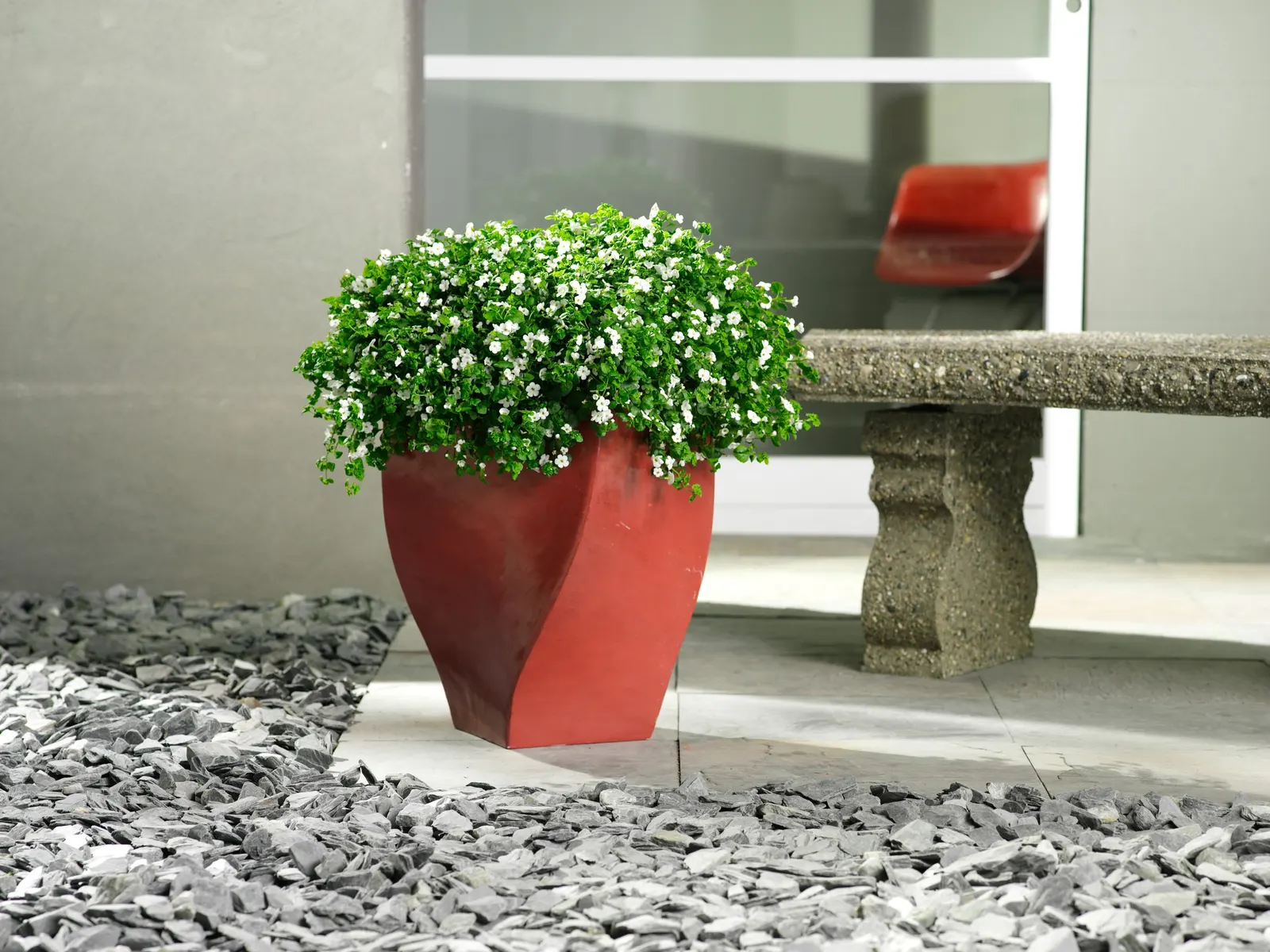Giant Snowflake® Bacopa (Sutera cordata) — Before the plant shows signs of wilting it will drop both the flowers and the buds on the bacopa plant