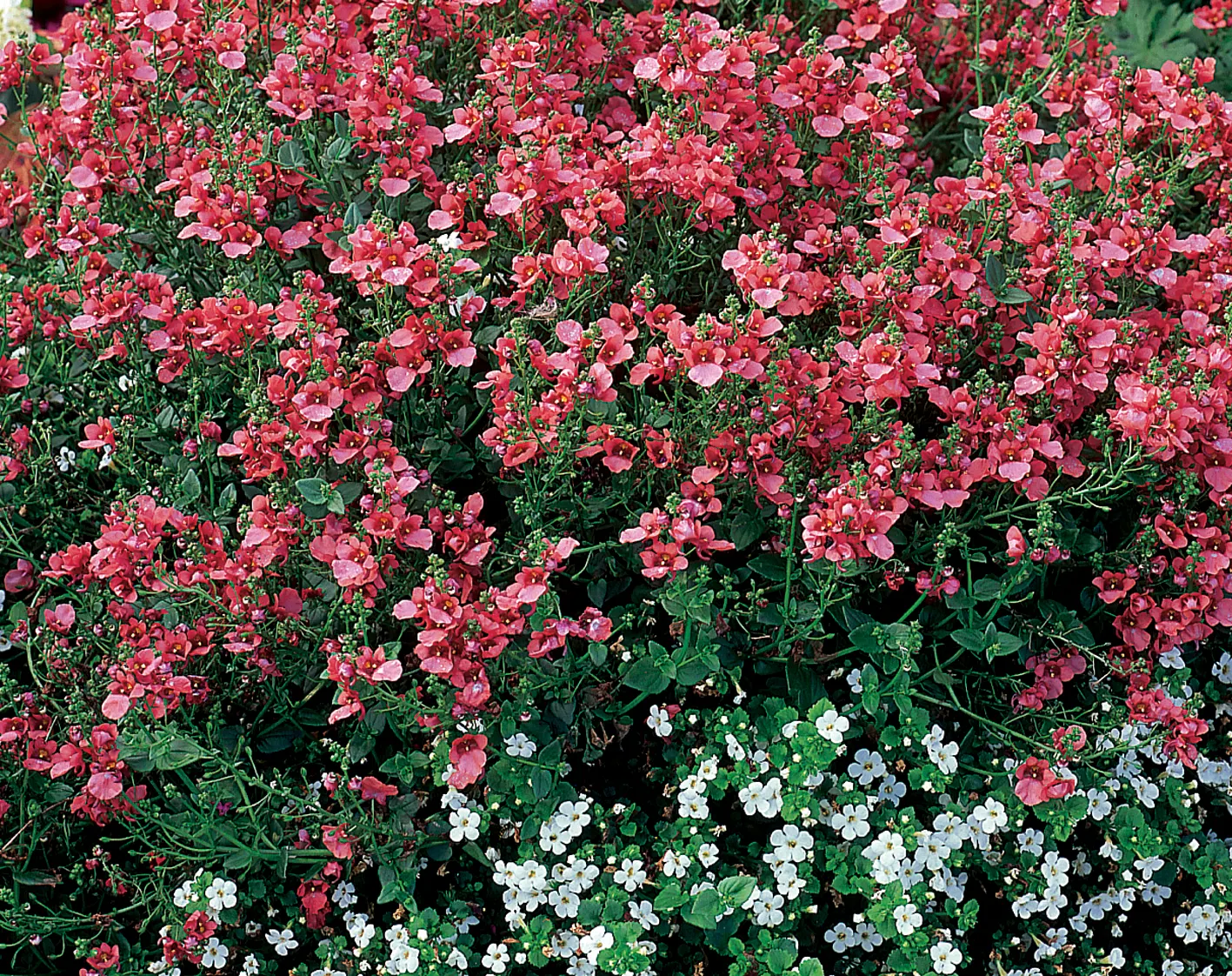 Giant Snowflake® Bacopa (Sutera cordata) — white flowers in the garden