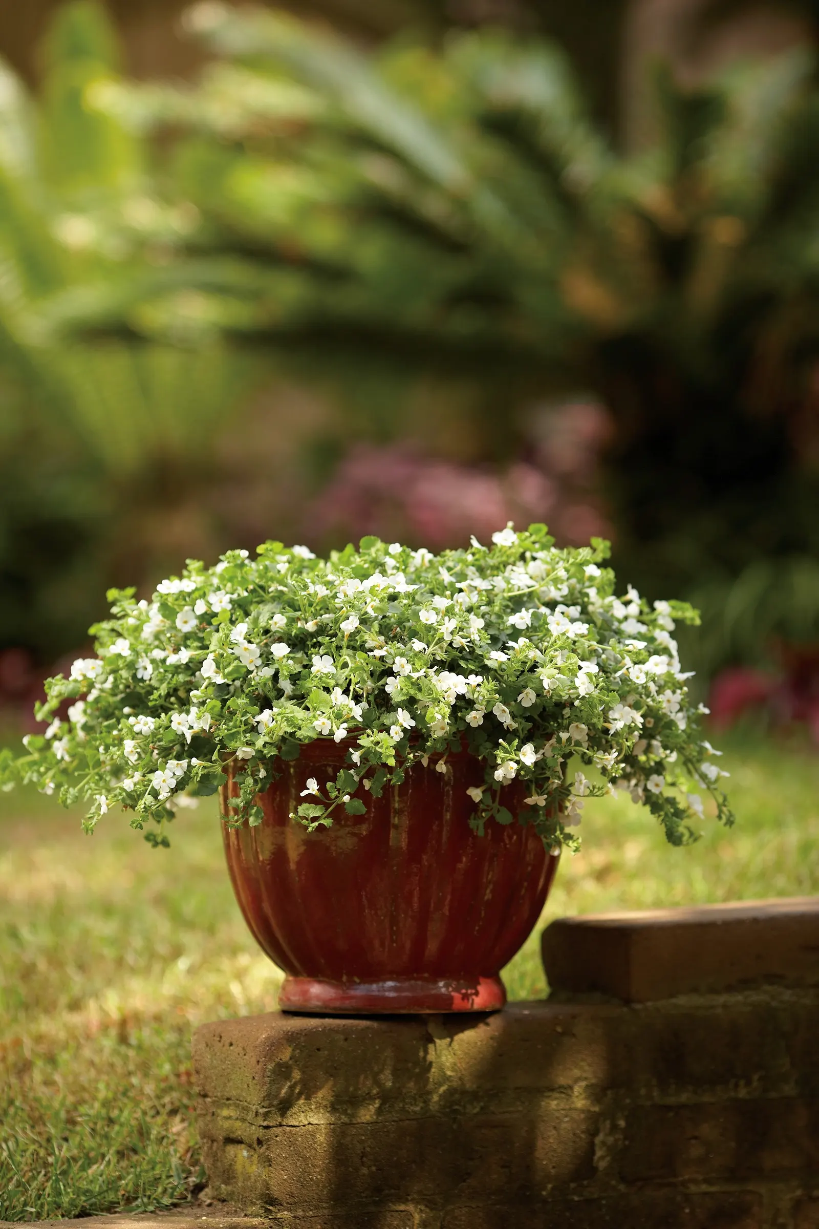 Giant Snowflake® Bacopa (Sutera cordata) — White flowers appear all season on this bacopa plant; white flowers in the garden