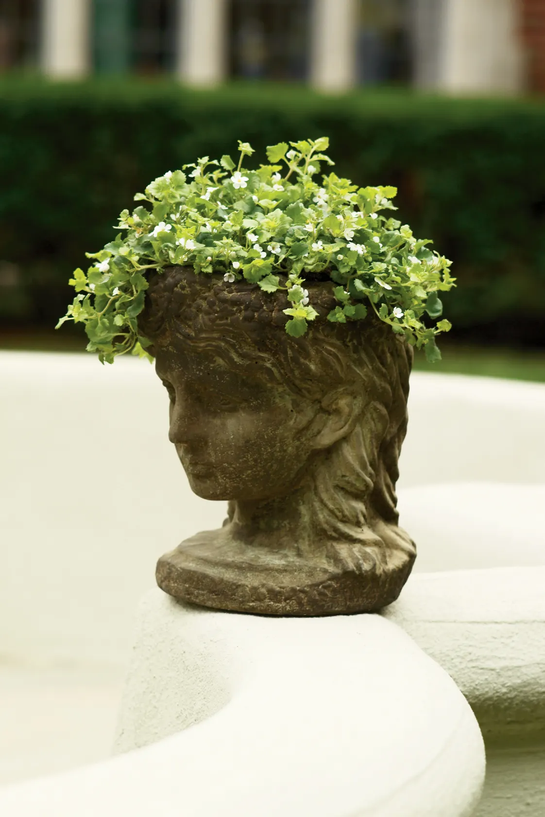Giant Snowflake® Bacopa (Sutera cordata) — information and resources, image 11