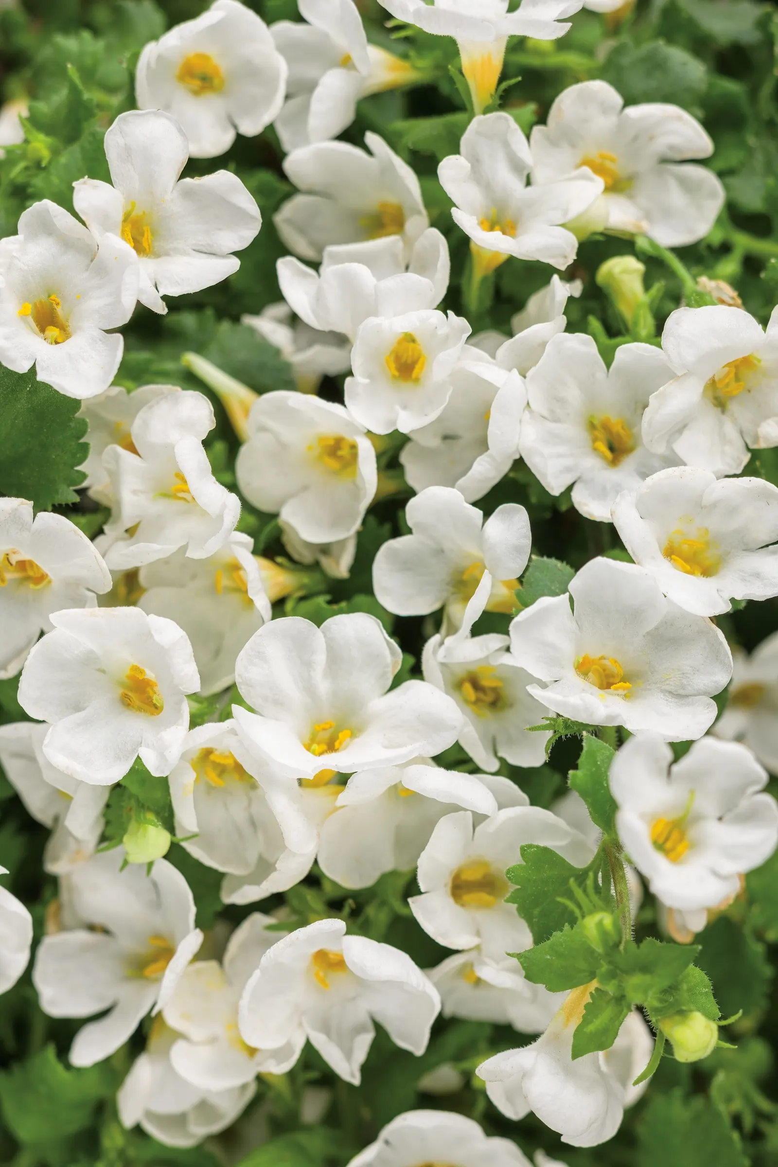 Giant Snowflake® Bacopa (Sutera cordata) — It takes about 2 weeks for the plant to come back into bloom after it has been drought stressed; proven Winners